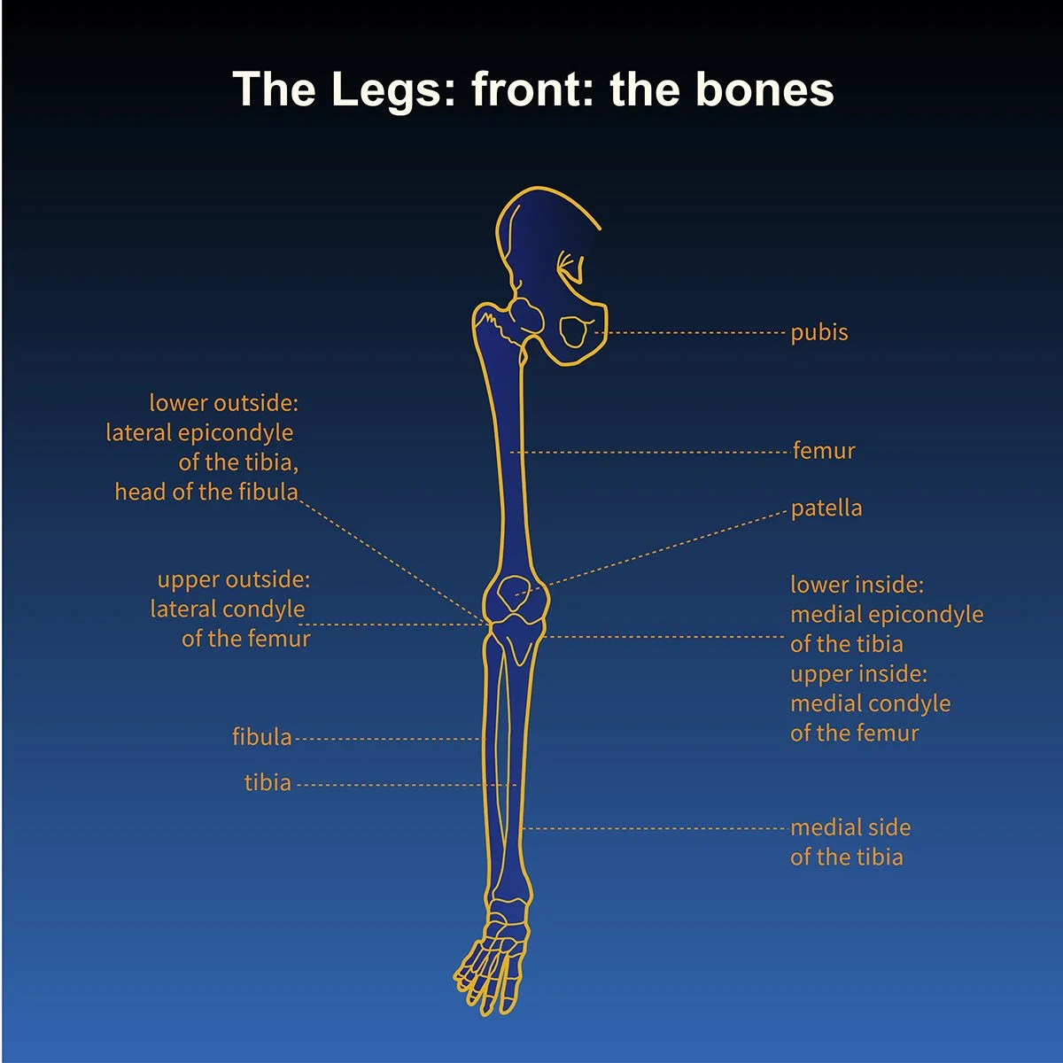 human anatomy skeleton of the legs and hip- front view- with call out labels, illustrated by Terry Marks