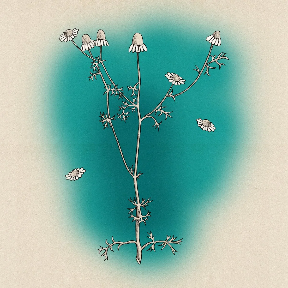 chamomile plant, illustrated by Terry Marks