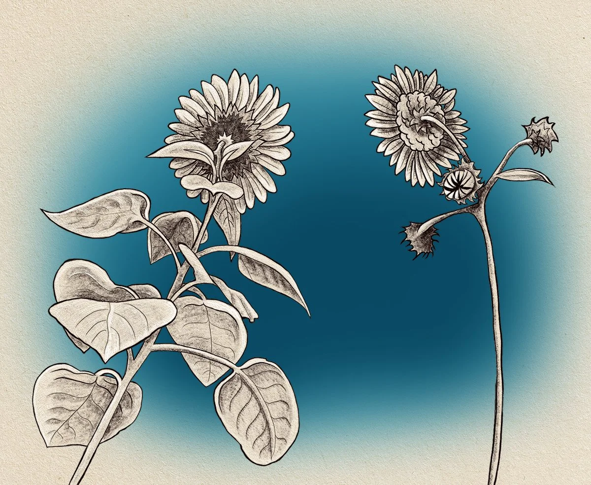 sunflowers, illustrated by Terry Marks