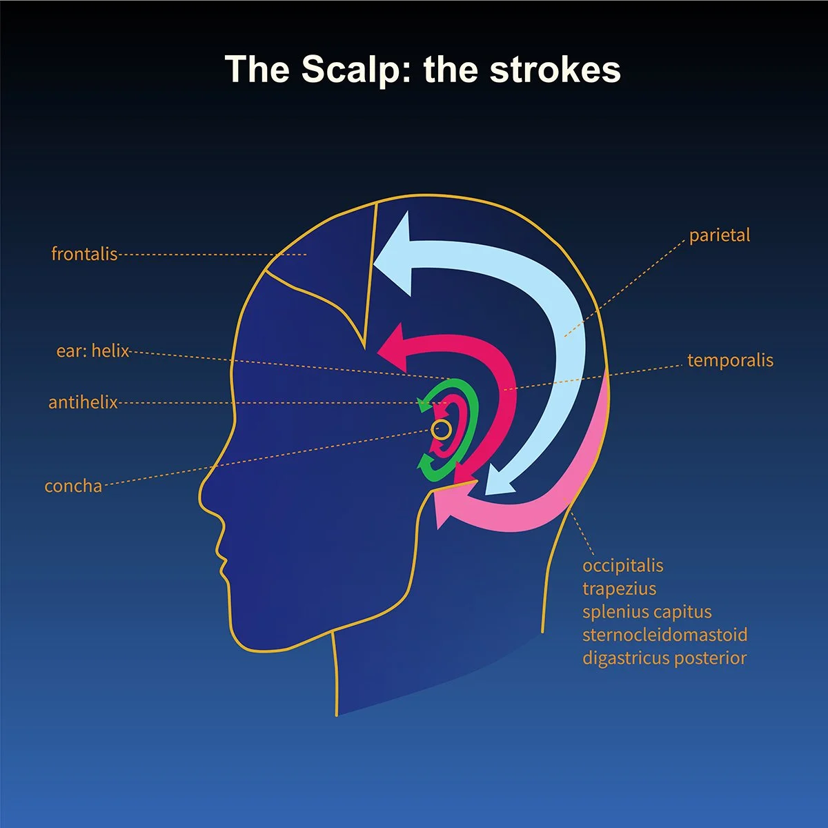 human anatomy- the head and scalp- side view, direction of massage technique with call out labels, illustrated by Terry Marks