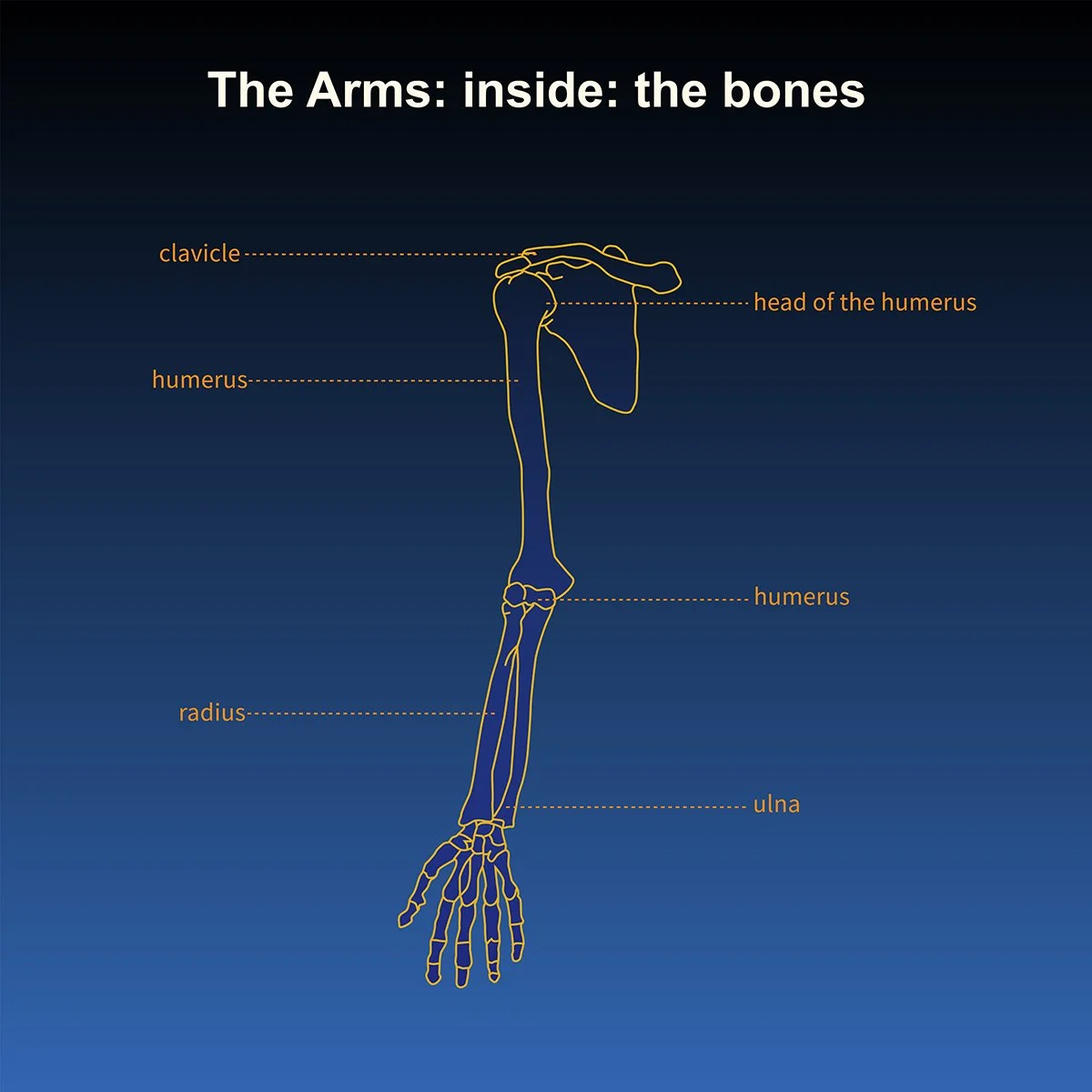 human anatomy- skeleton of the arms- inside view- with call out labels, illustrated by Terry Marks