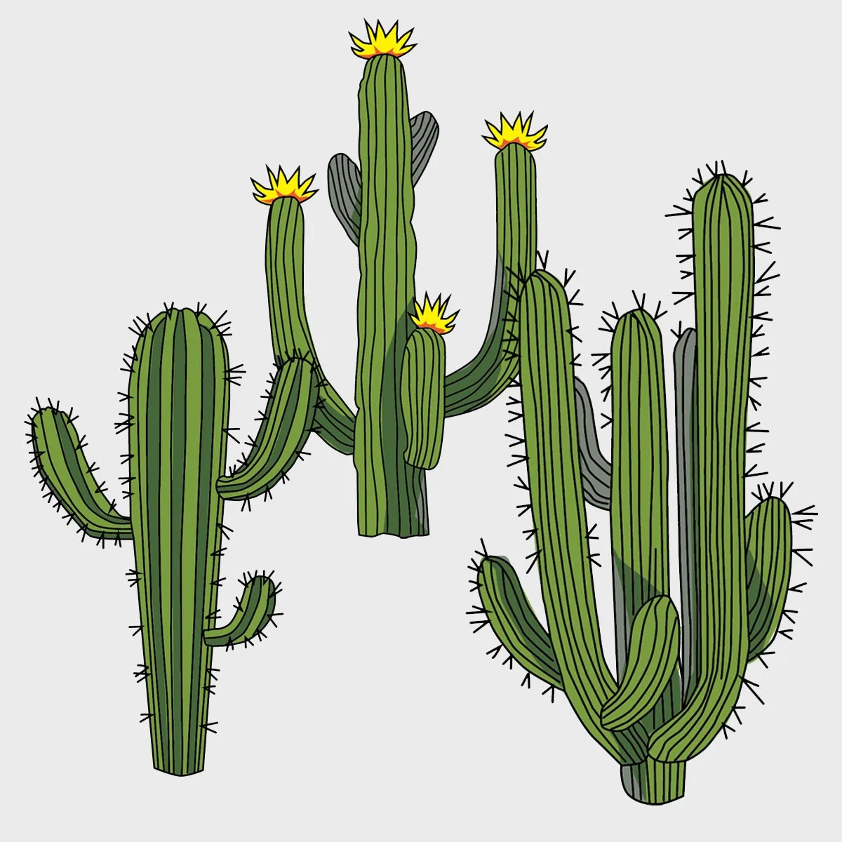 flowering cactus, illustrated by Terry Marks