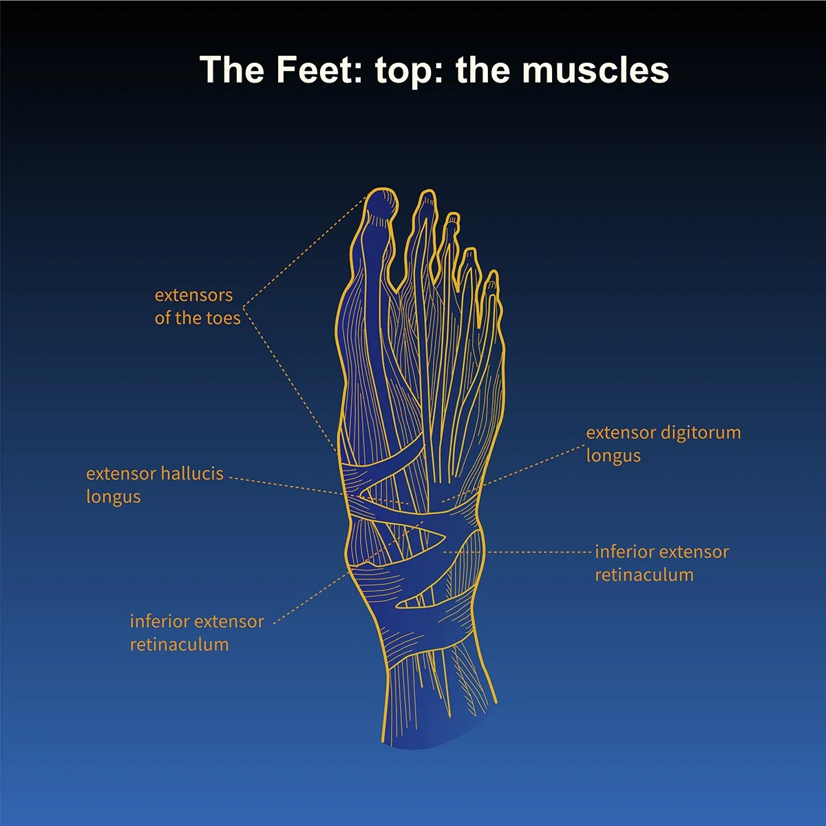 human anatomy- musculature of the feet- top view with call out labels, illustrated by Terry Marks