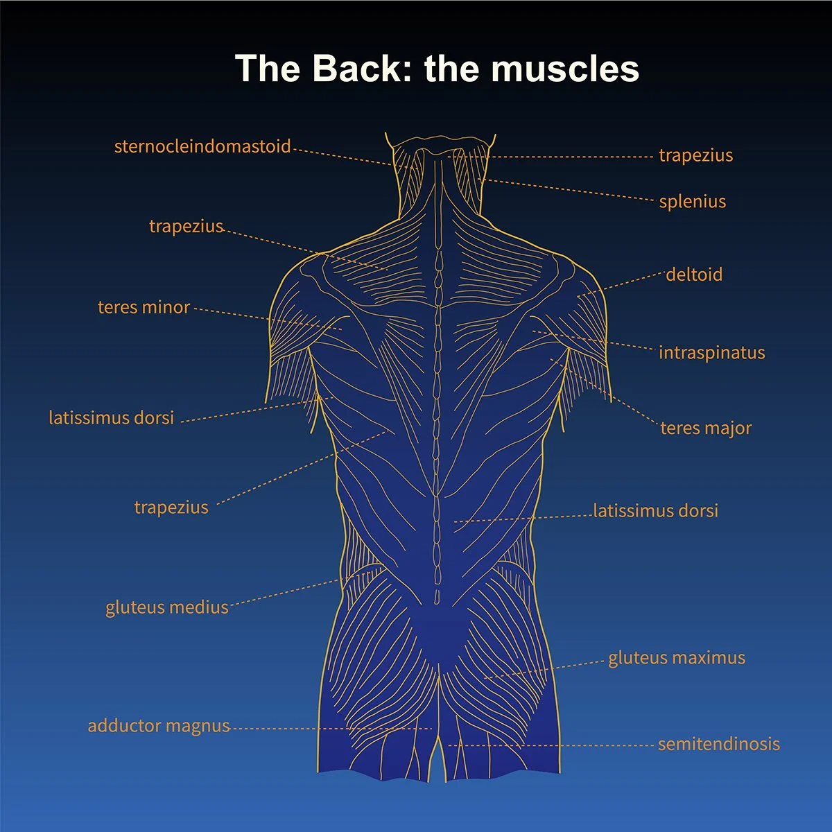 human anatomy musculature of torso- back view-with call out labels, illustrated by Terry Marks