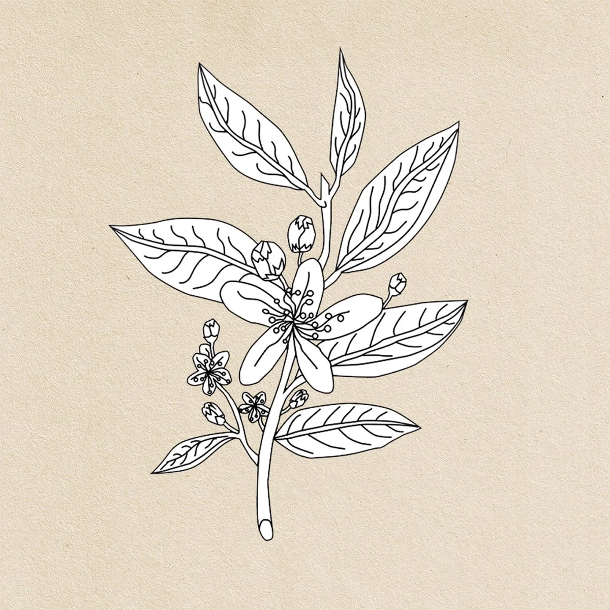 11-Terry Marks illustration-petitgrain-botantical illustration.jpg