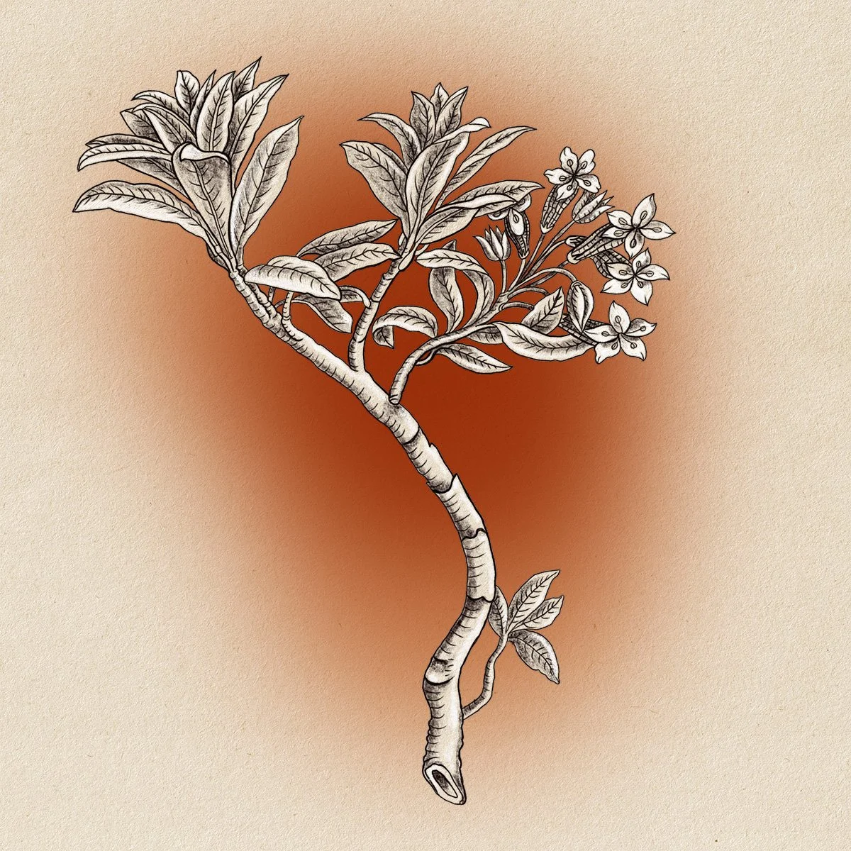 leafy branch with blossoms, illustrated by Terry Marks