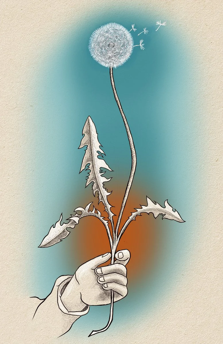 hand holding dandelion with seed wind dispersal, illustrated by Terry Marks