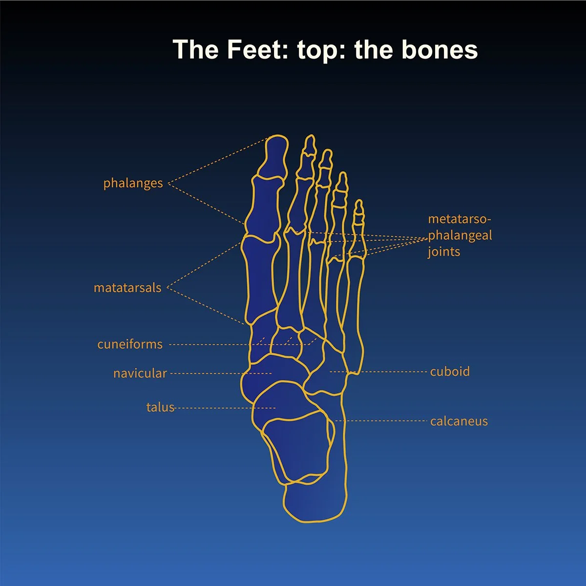 human anatomy- musculature of the feet- top view with call out labels, illustrated by Terry Marks