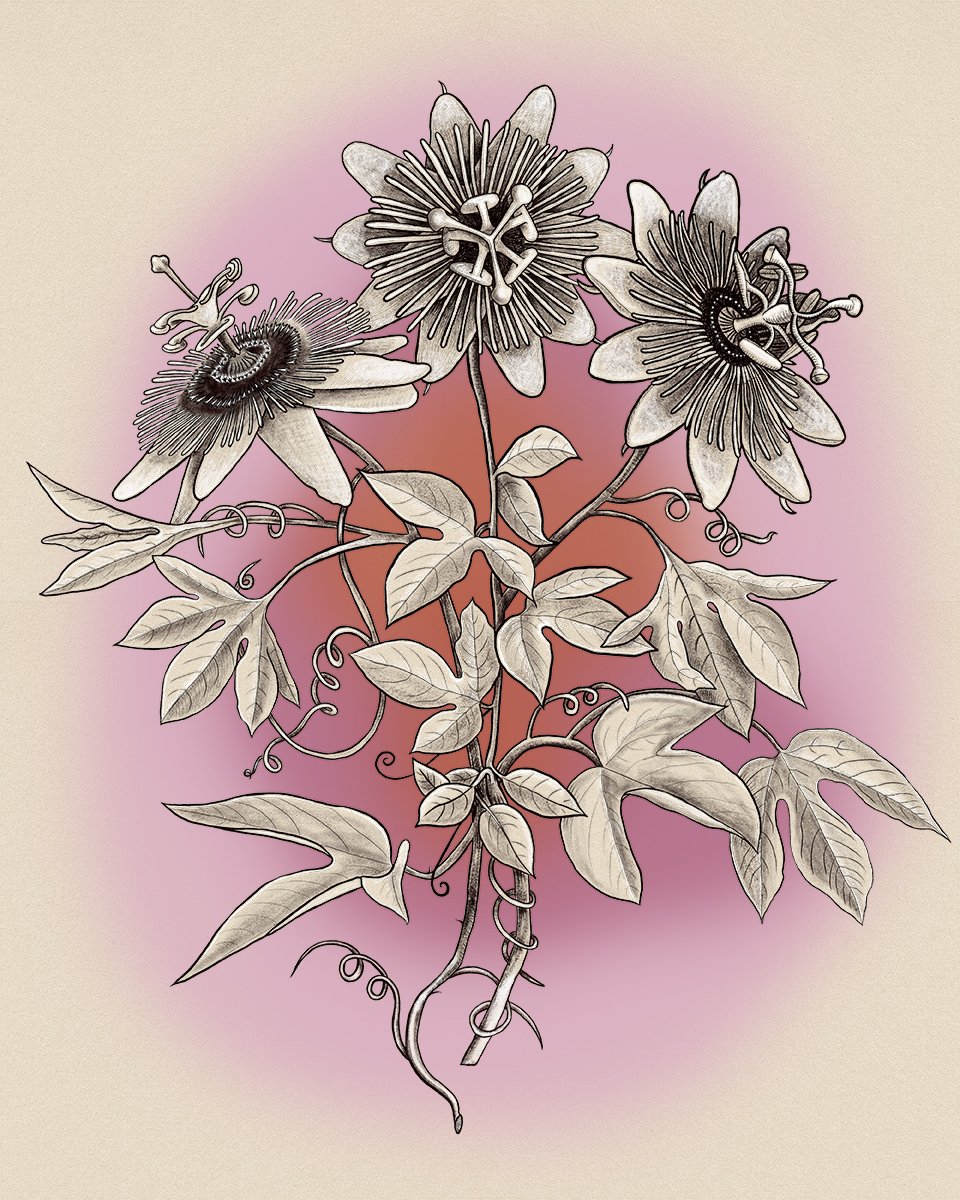 passion flowers, illustrated by Terry Marks