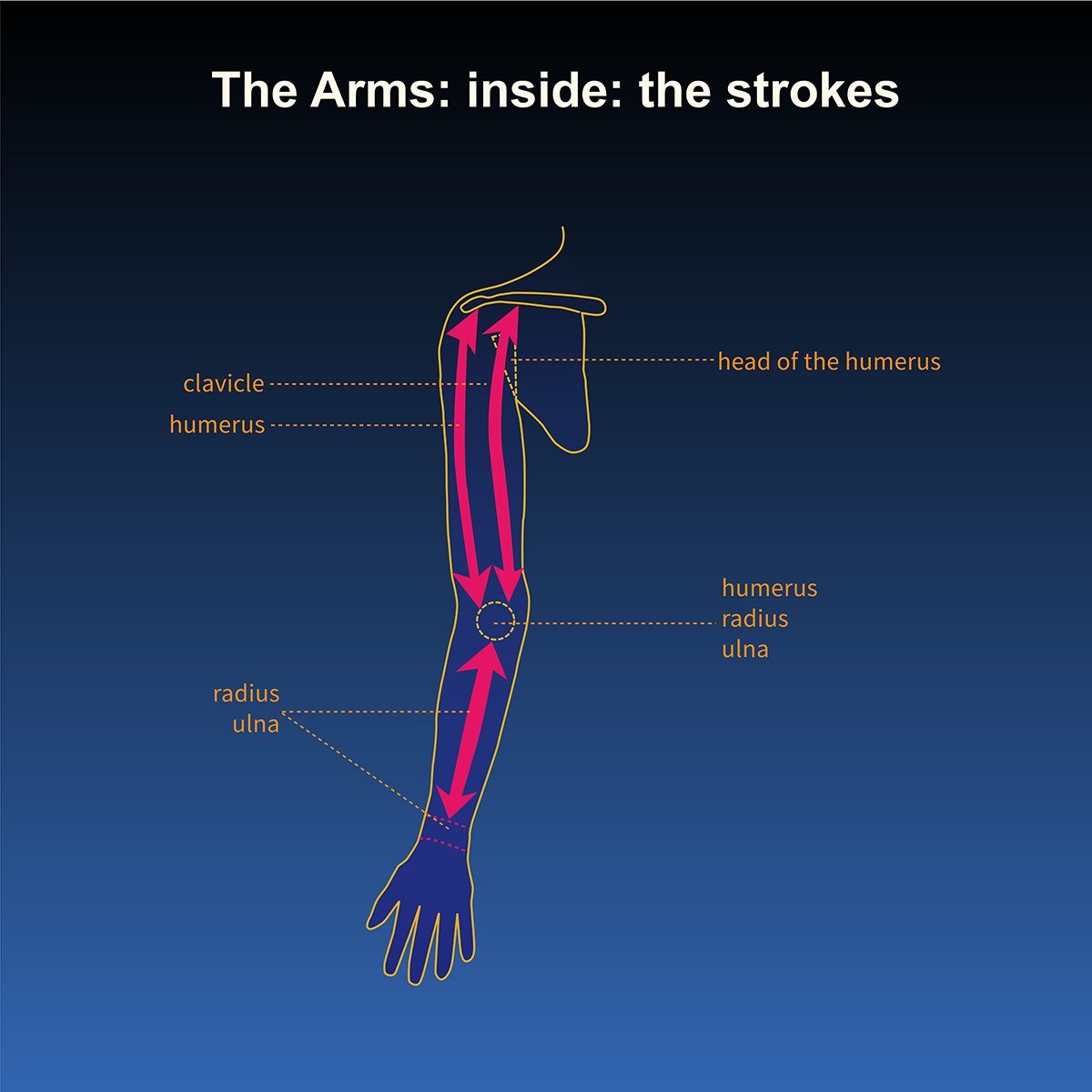 human anatomy- skeleton of the arms- inside view- direction of massage technique with call out labels, illustrated by Terry Marks