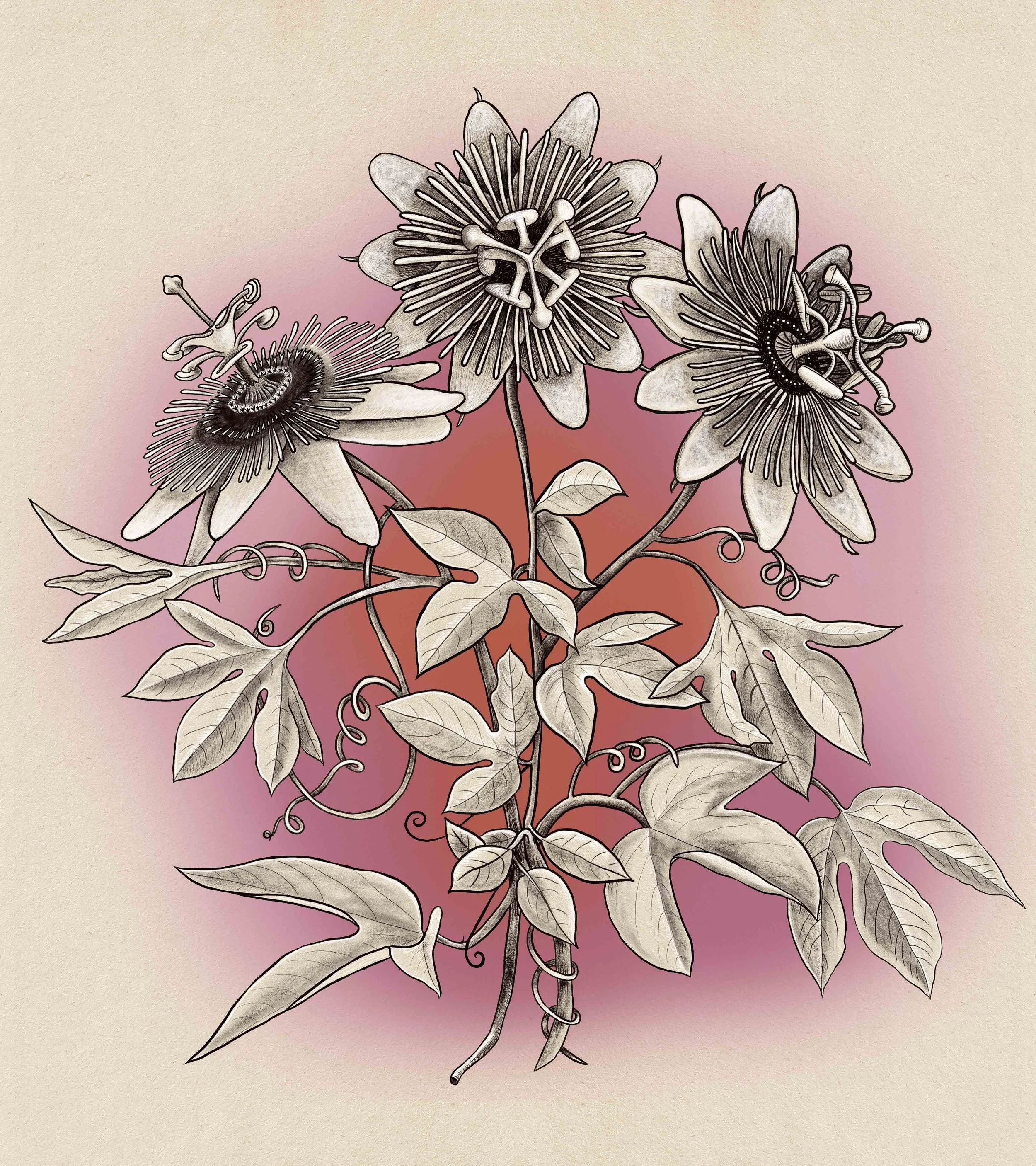passion_flowers.jpg