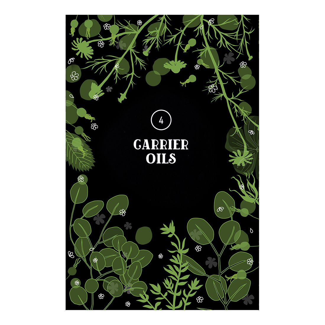botanical drawing, chapter opener, book interior, illustrated by Terry Marks