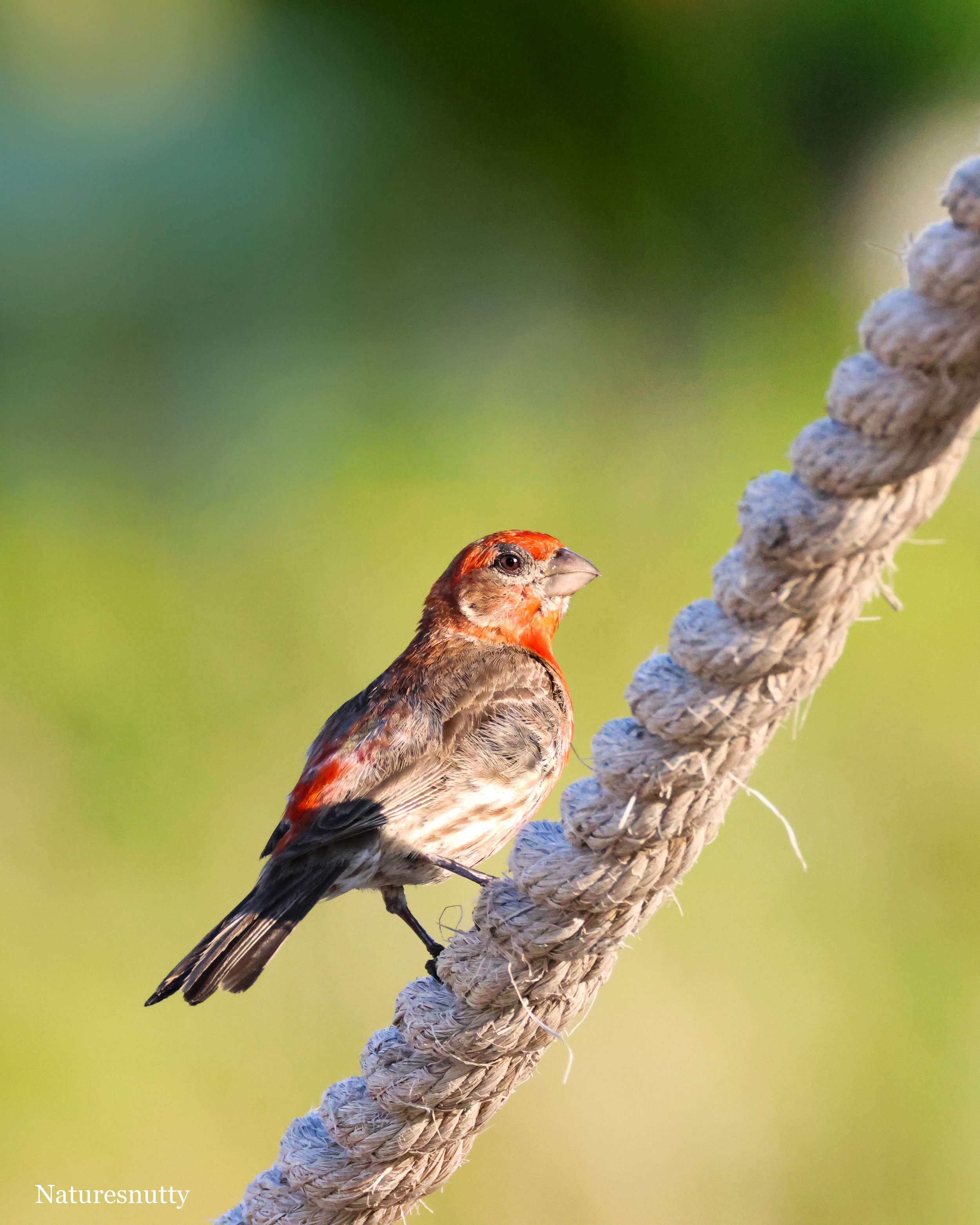 House Sparrow N.jpg