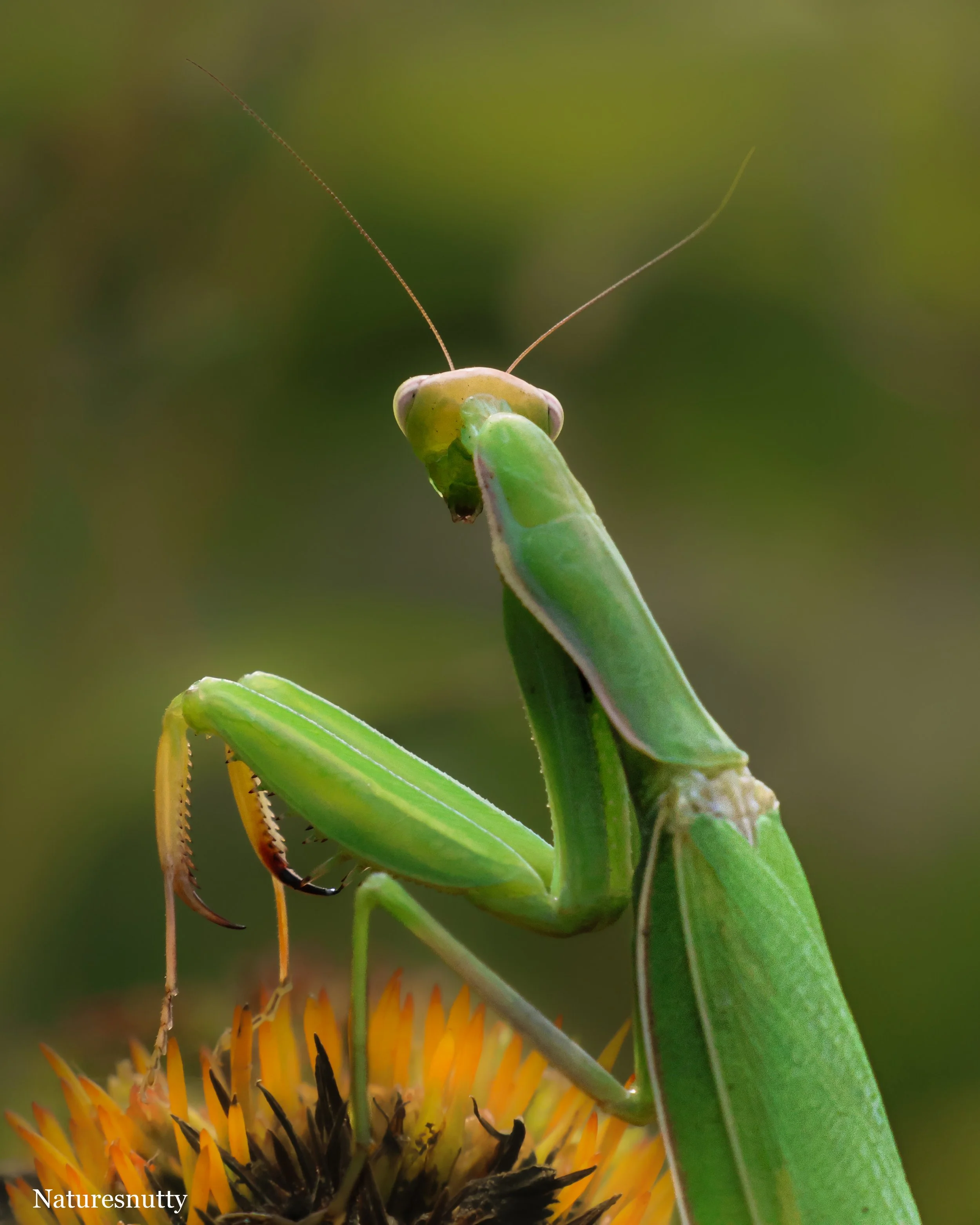 Mantis Flower N.jpg