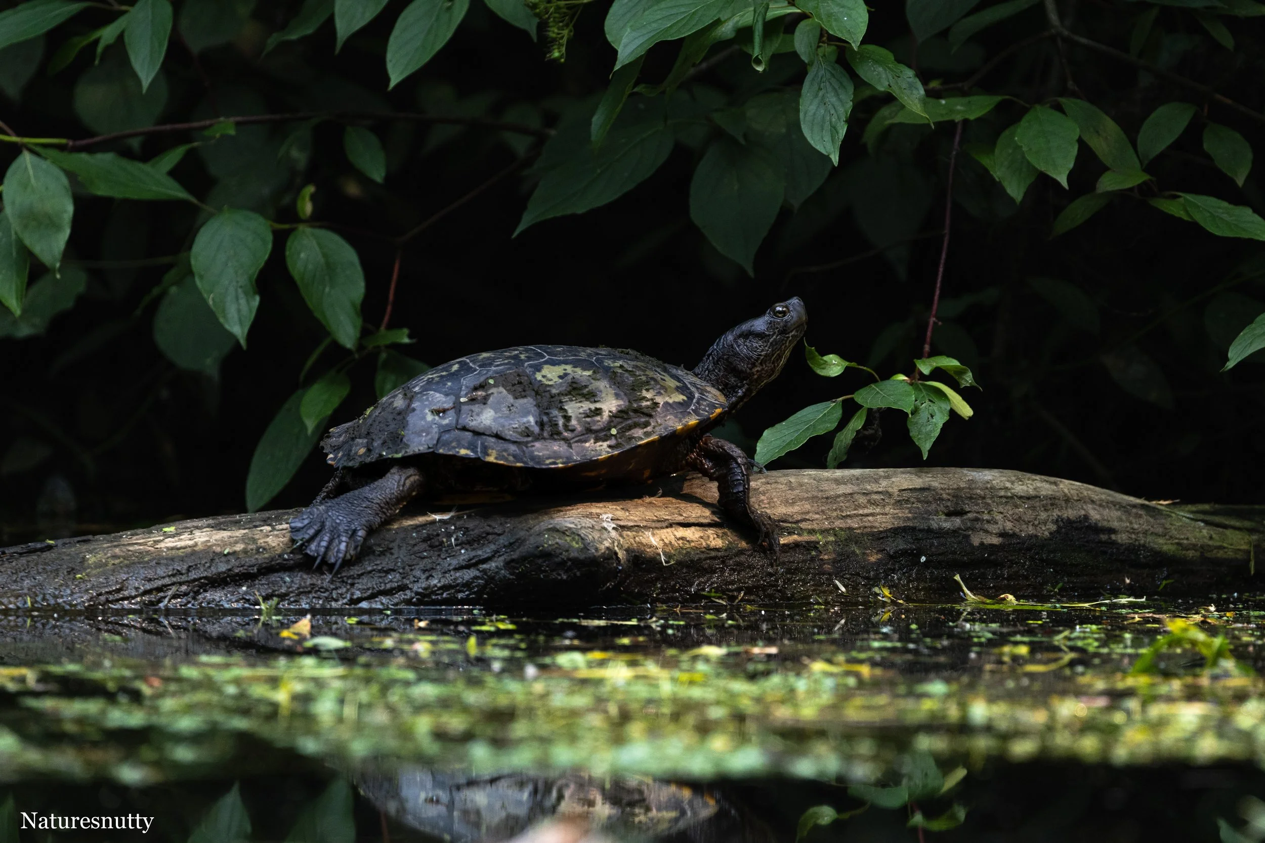 Turtle N.jpg