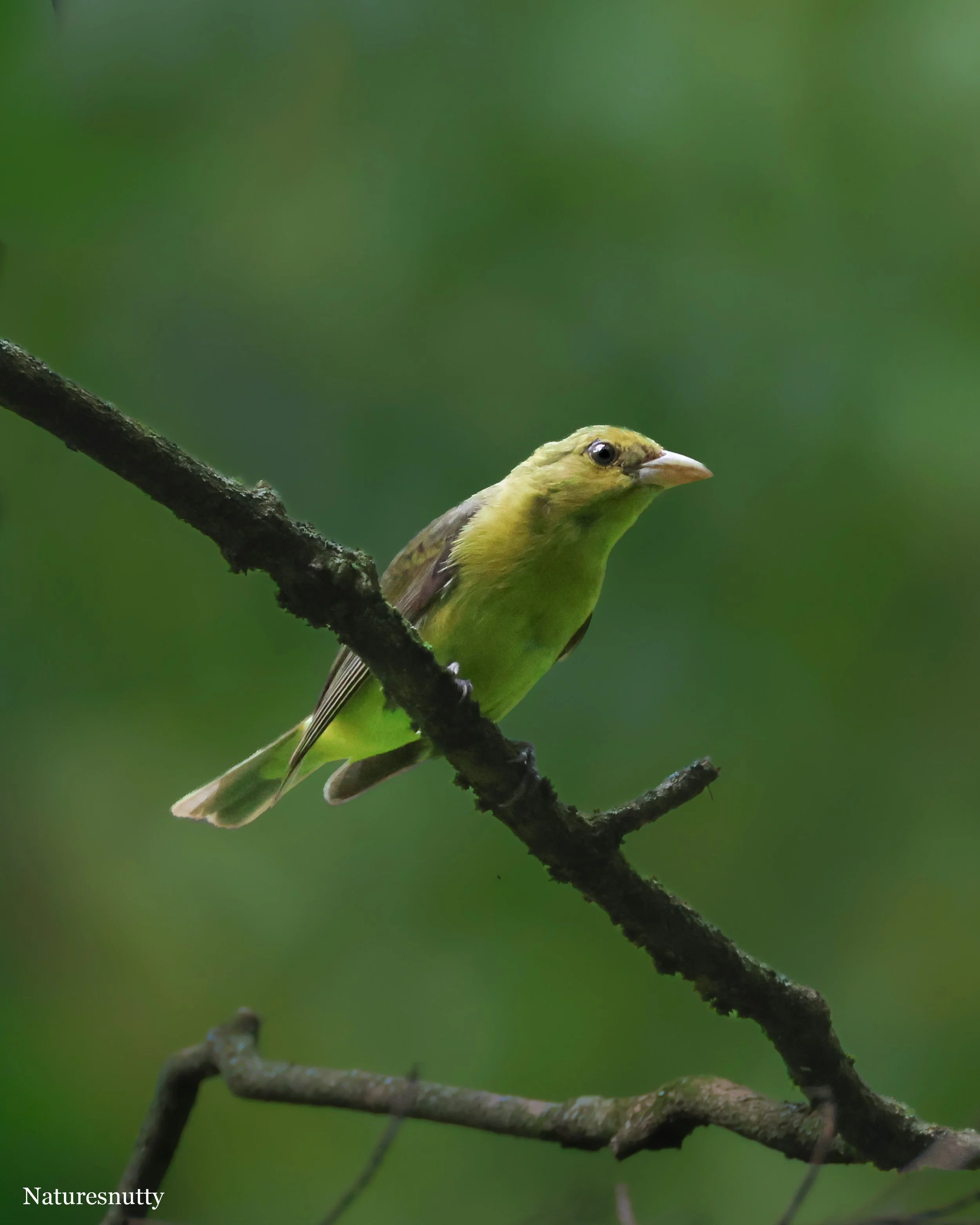 Yellow Bird N.jpg