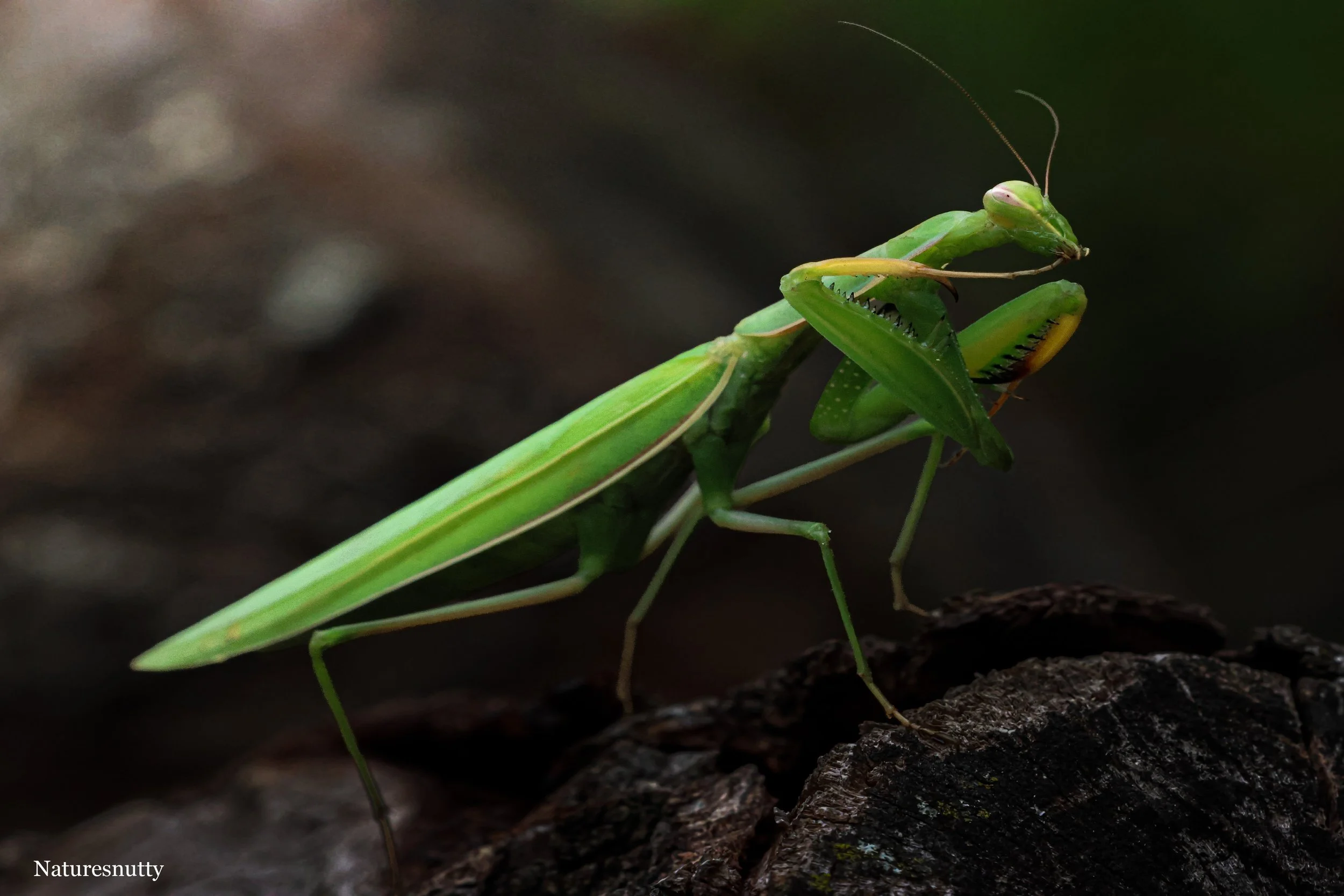 Mantis N.jpg