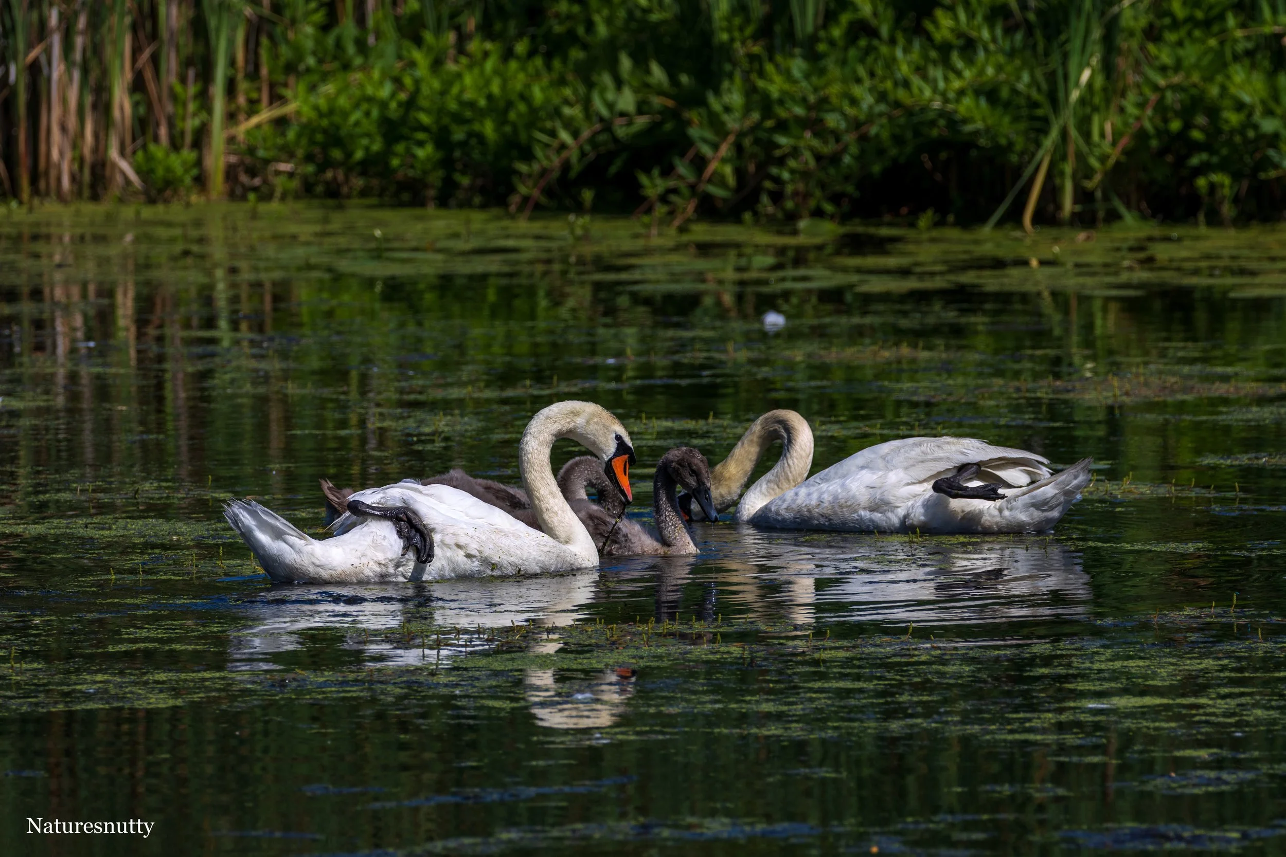 Swan family N.jpg
