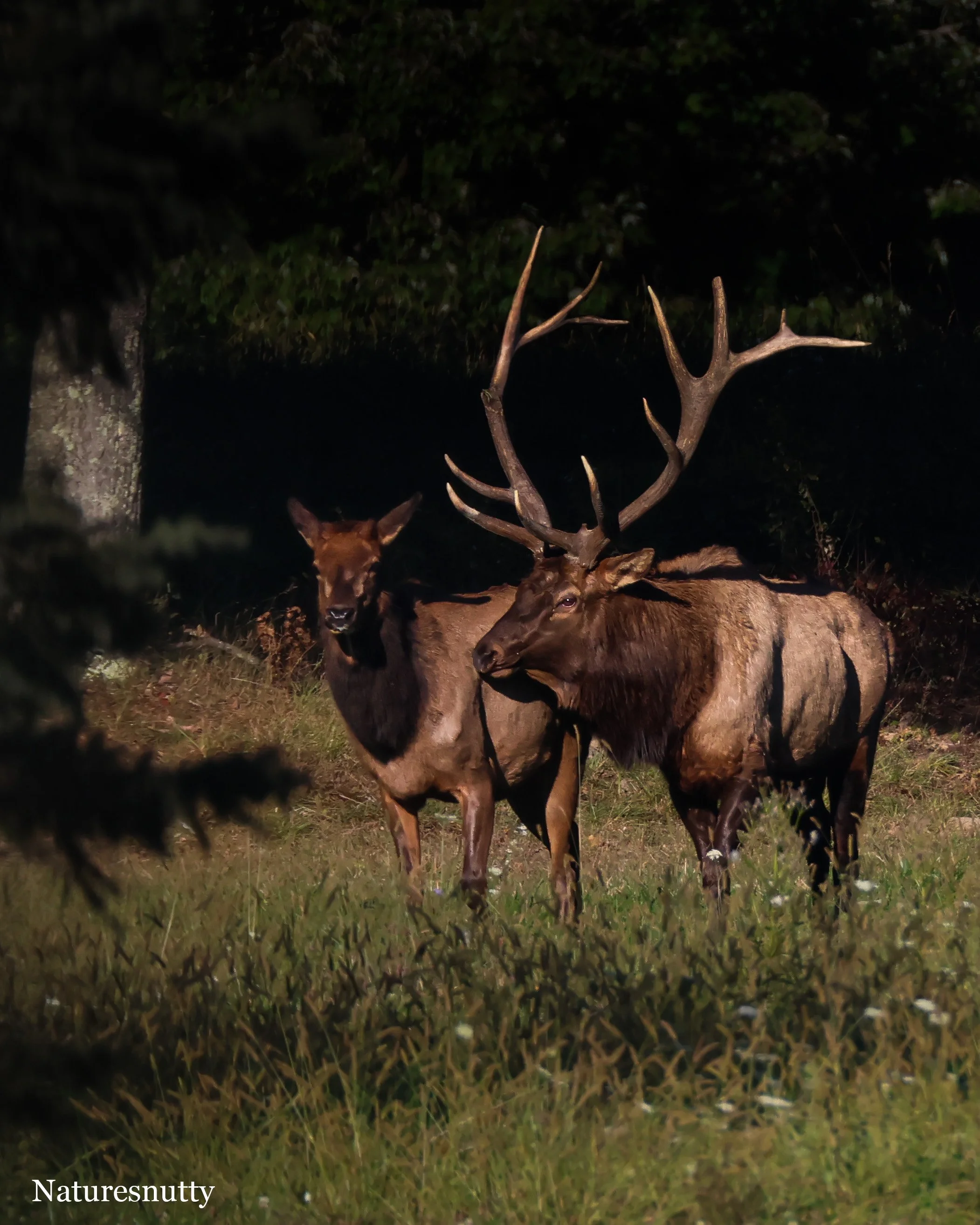Elk Couple N.jpg