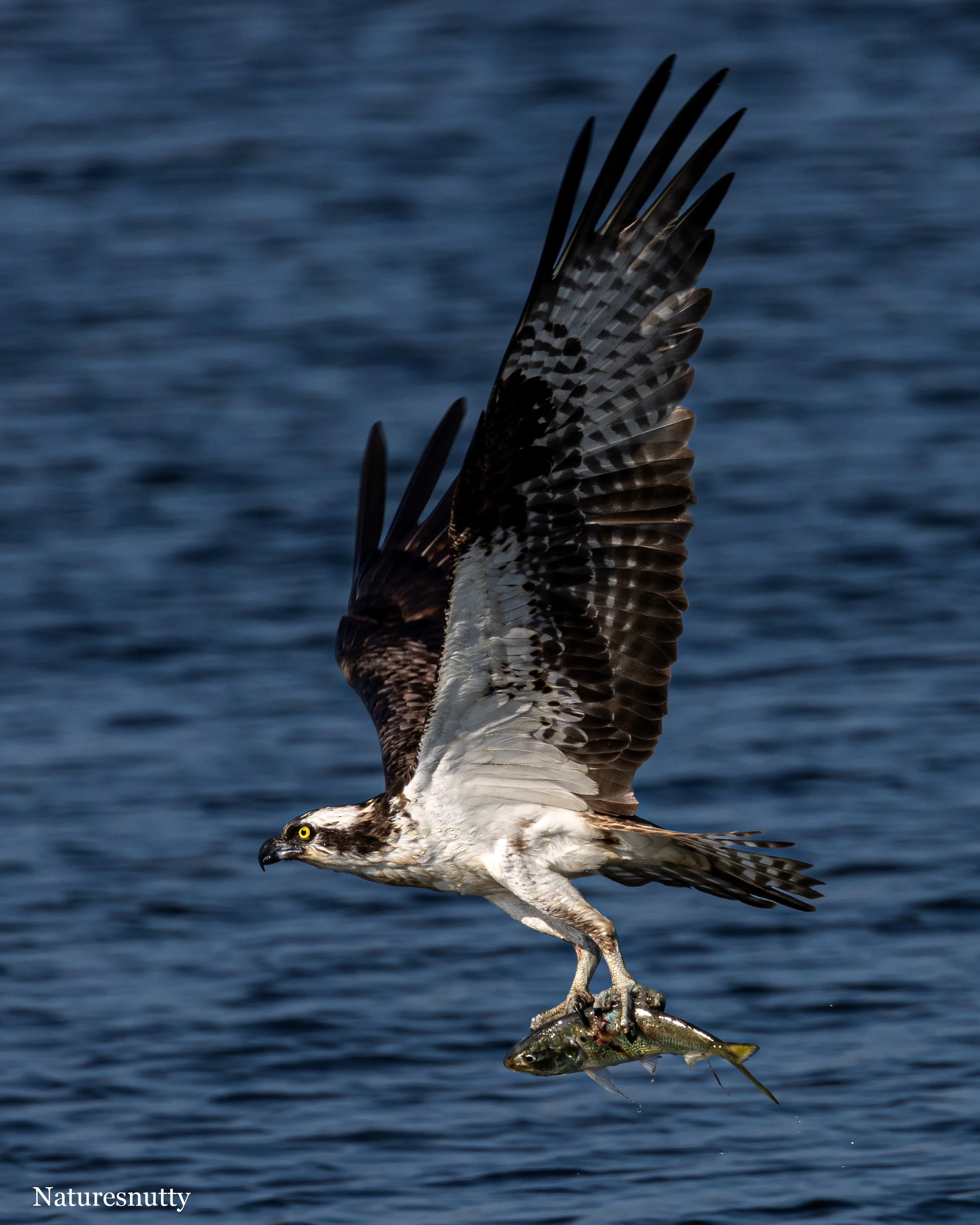 Osprey Fish N.jpg