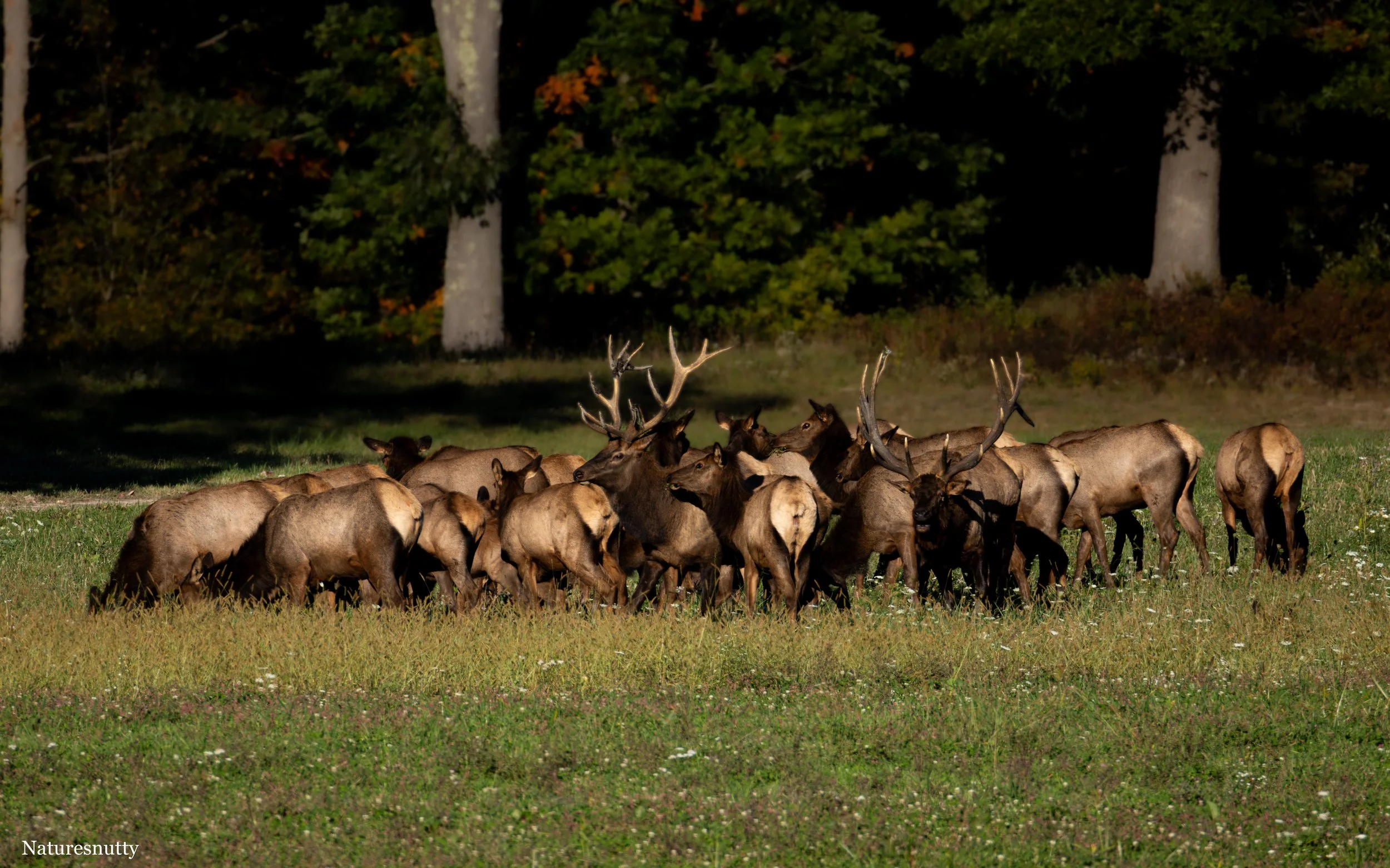 Elk Family N.jpg