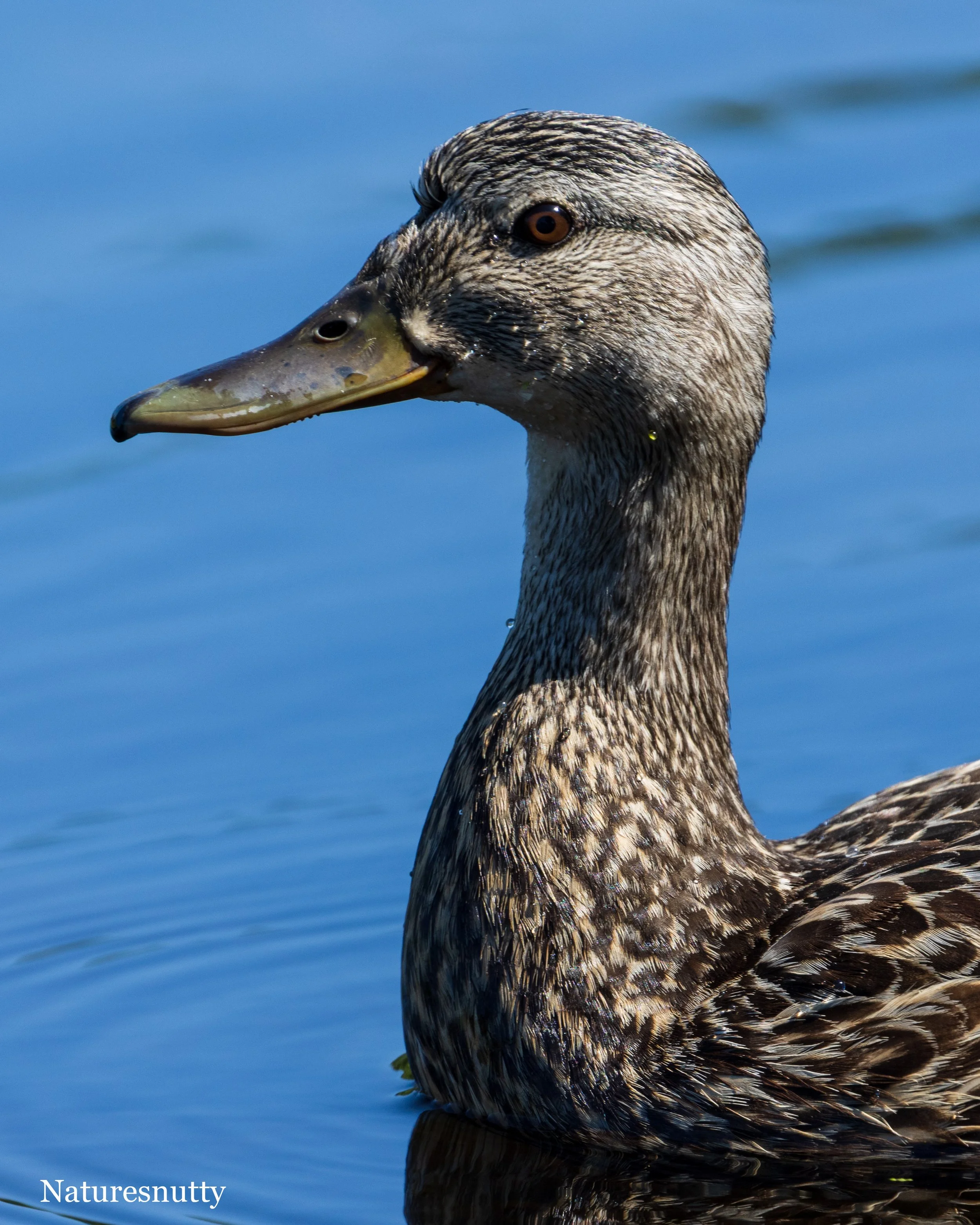 Momma Duck N.jpg