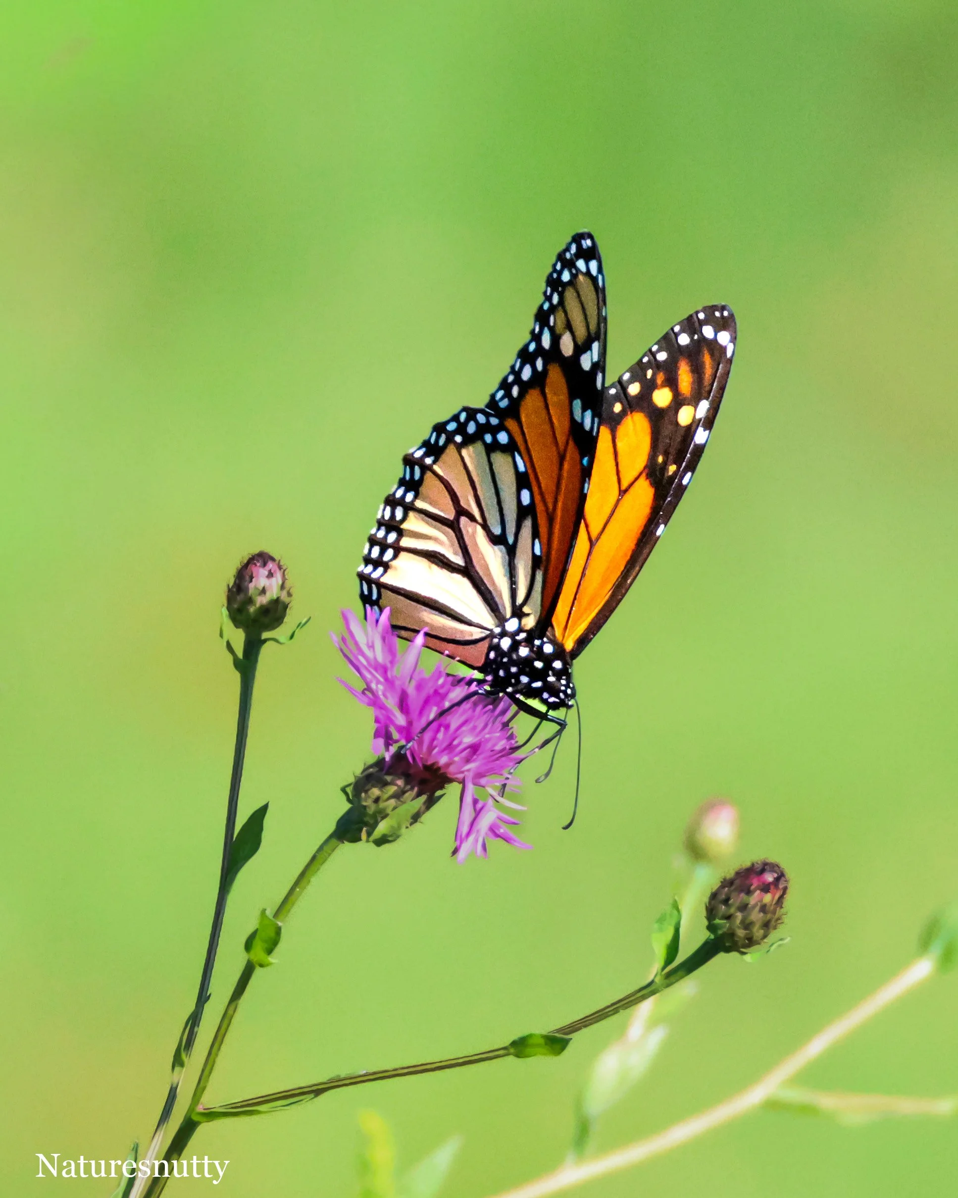 Monarch N.jpg