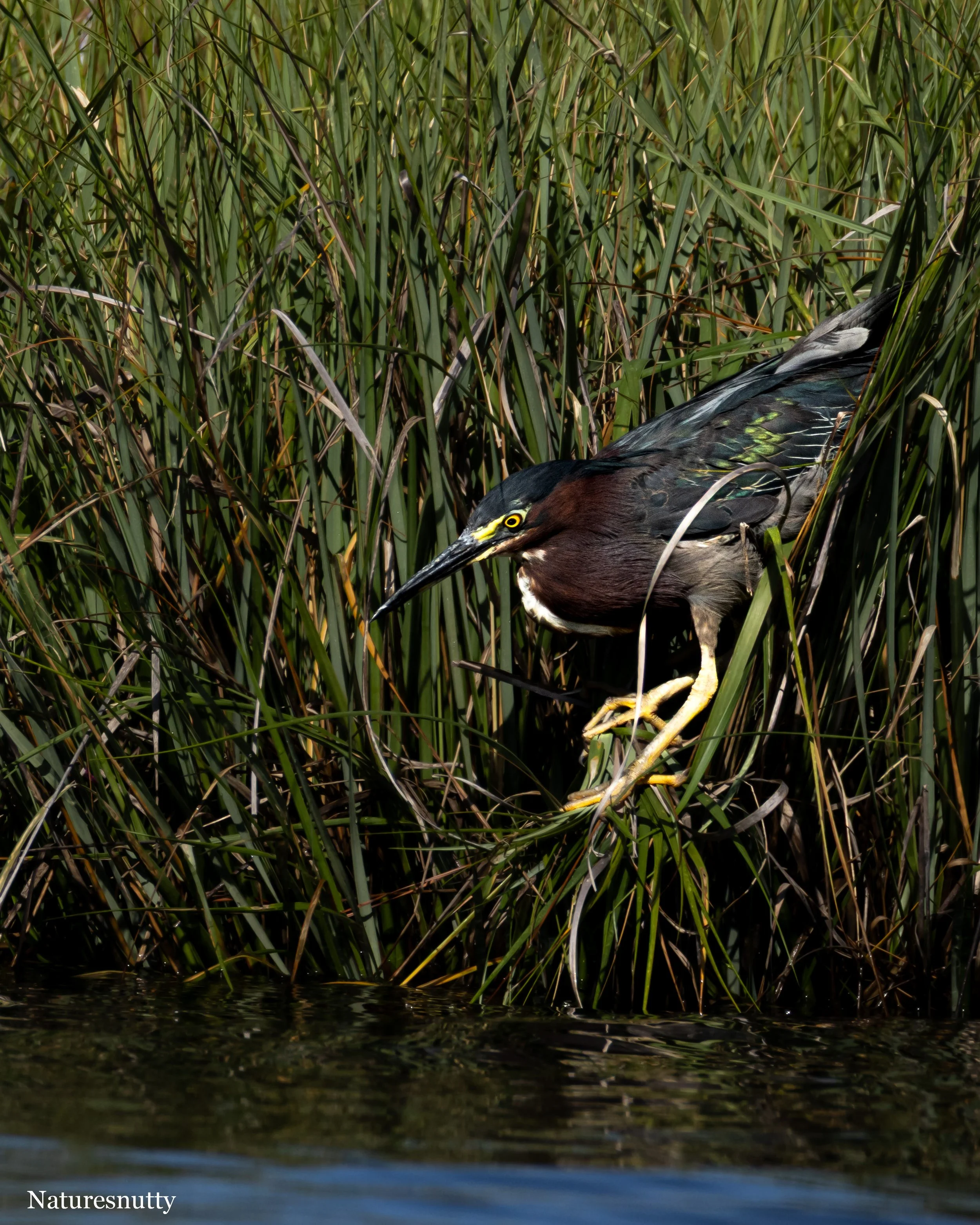 Green Heron N.jpg