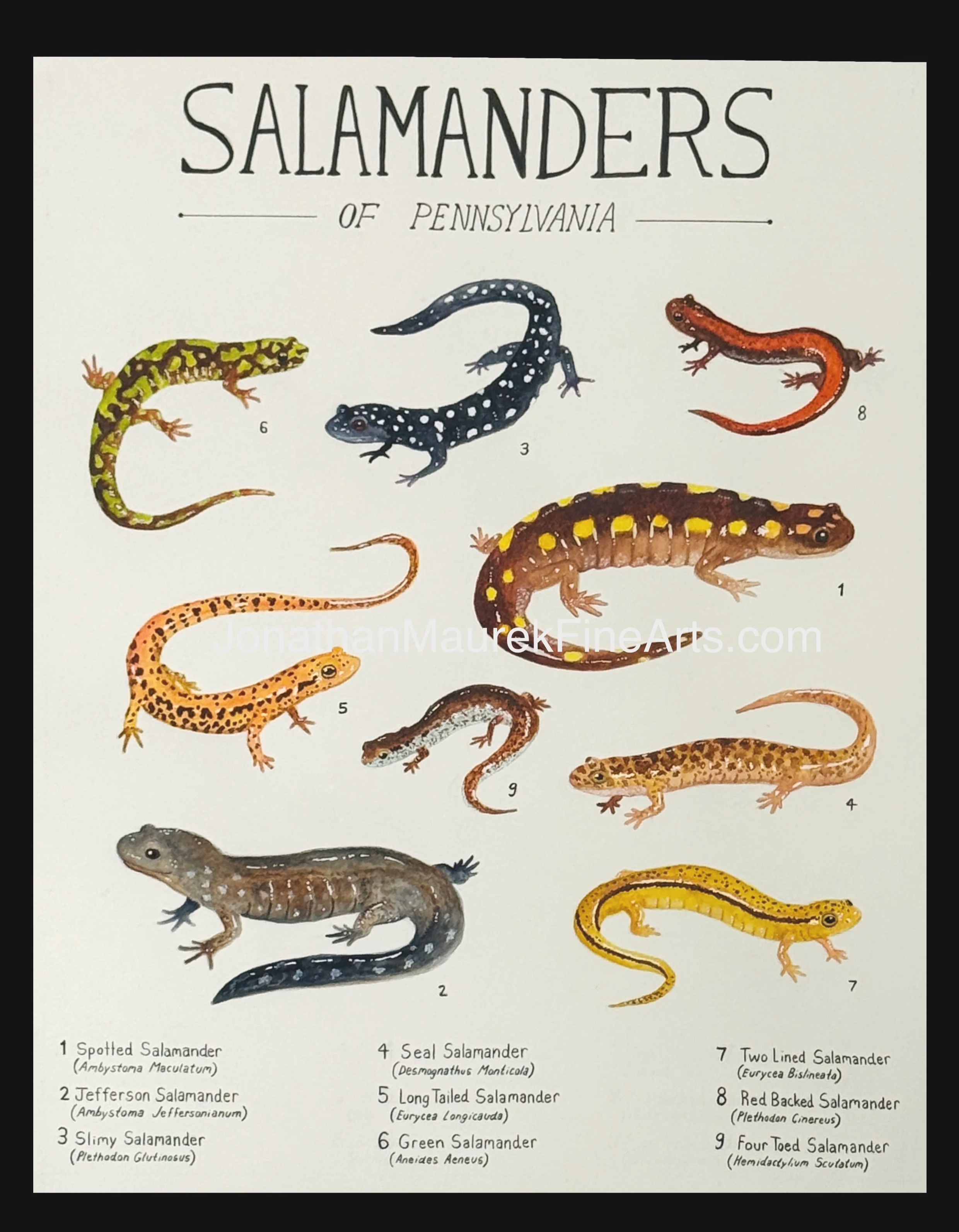 Salamanders of Pennsylvania Print