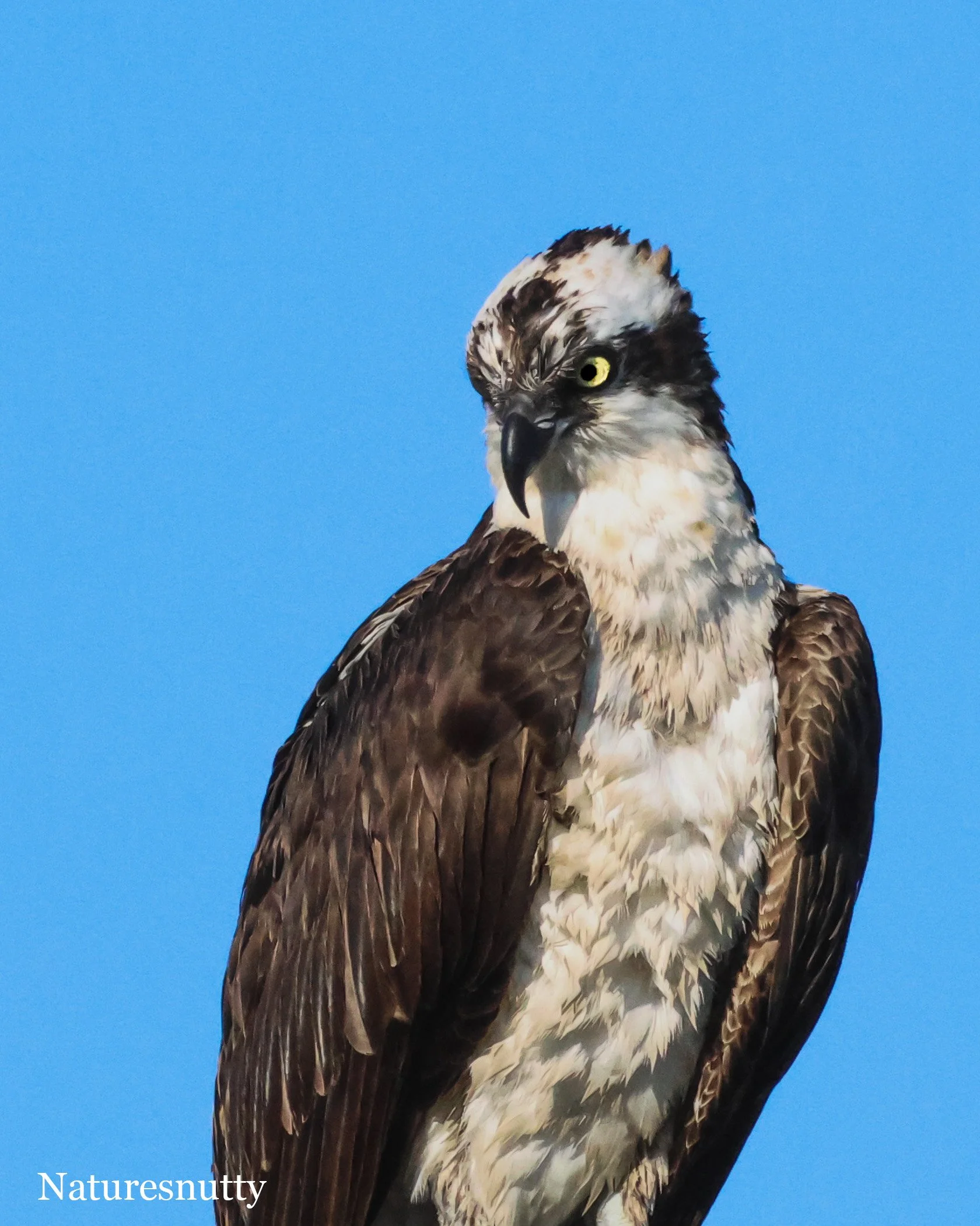 Osprey N.jpg