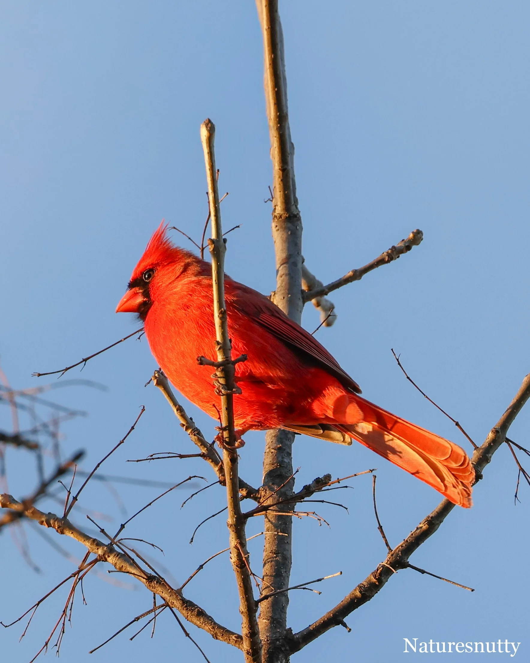 Cardinal N.jpg