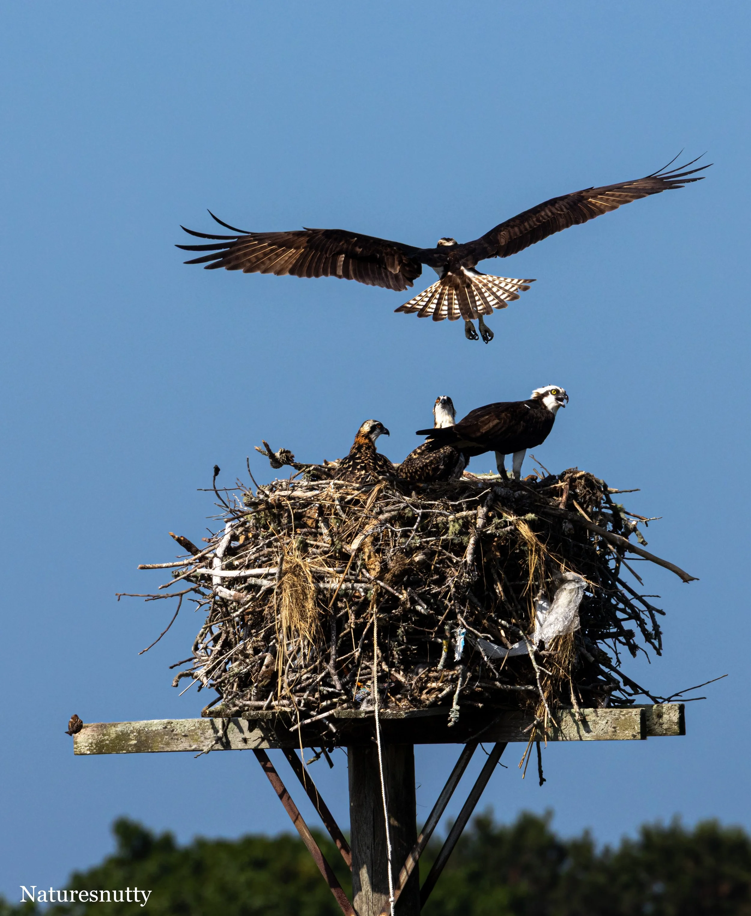 Osprey Flying N.jpg