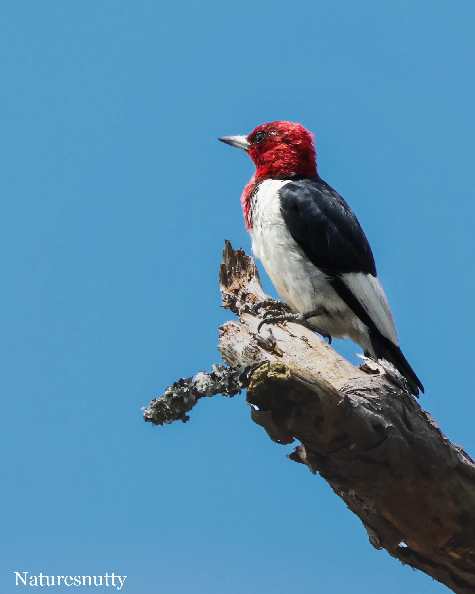 Red WoodPecker N.jpg