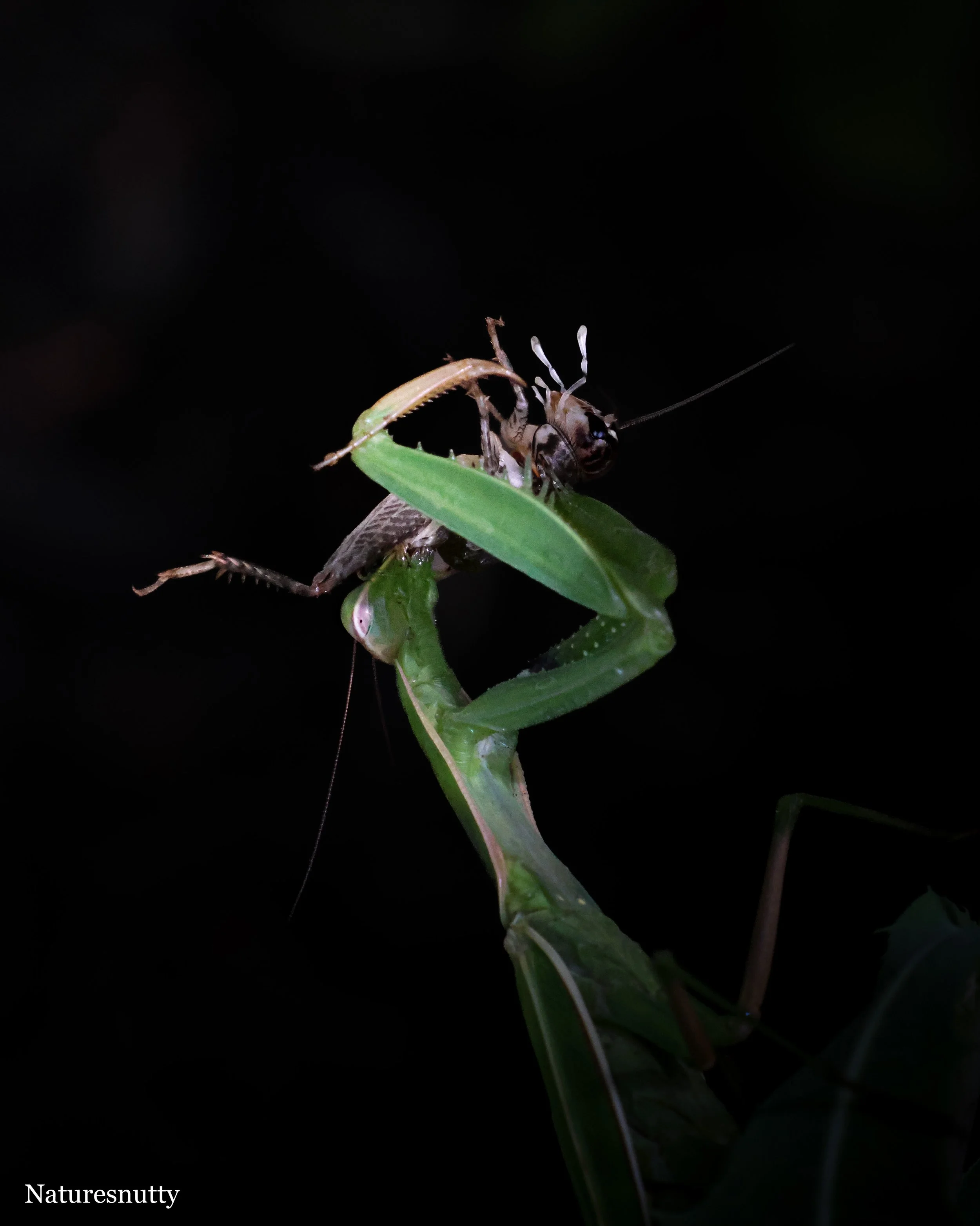 Mantis Eat N.jpg