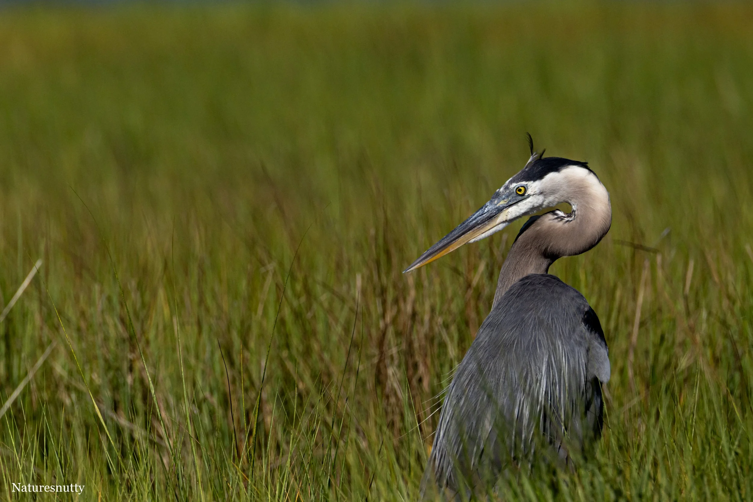 Blue Heron N.jpg