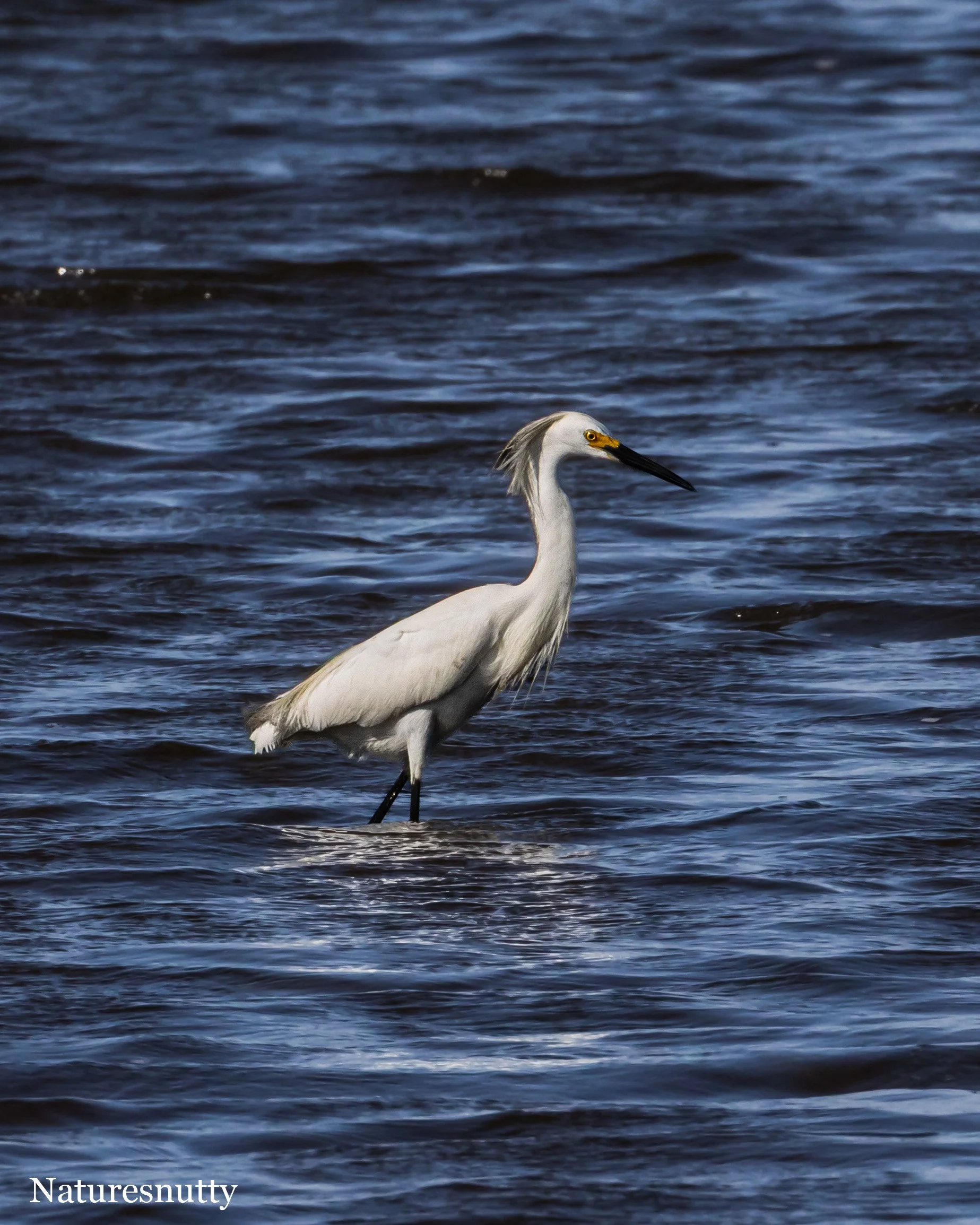 Egret N.jpg