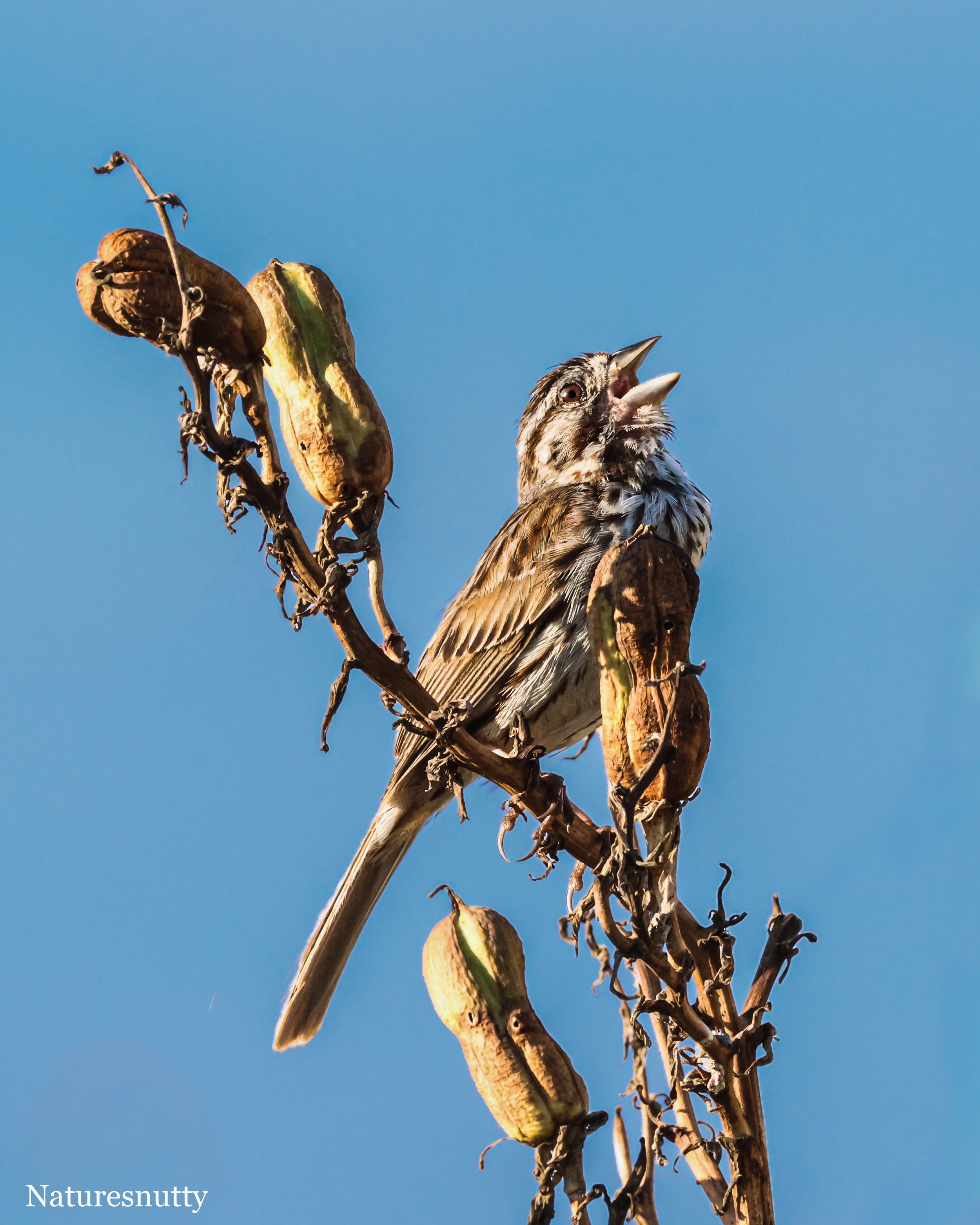Song Finch N.jpg