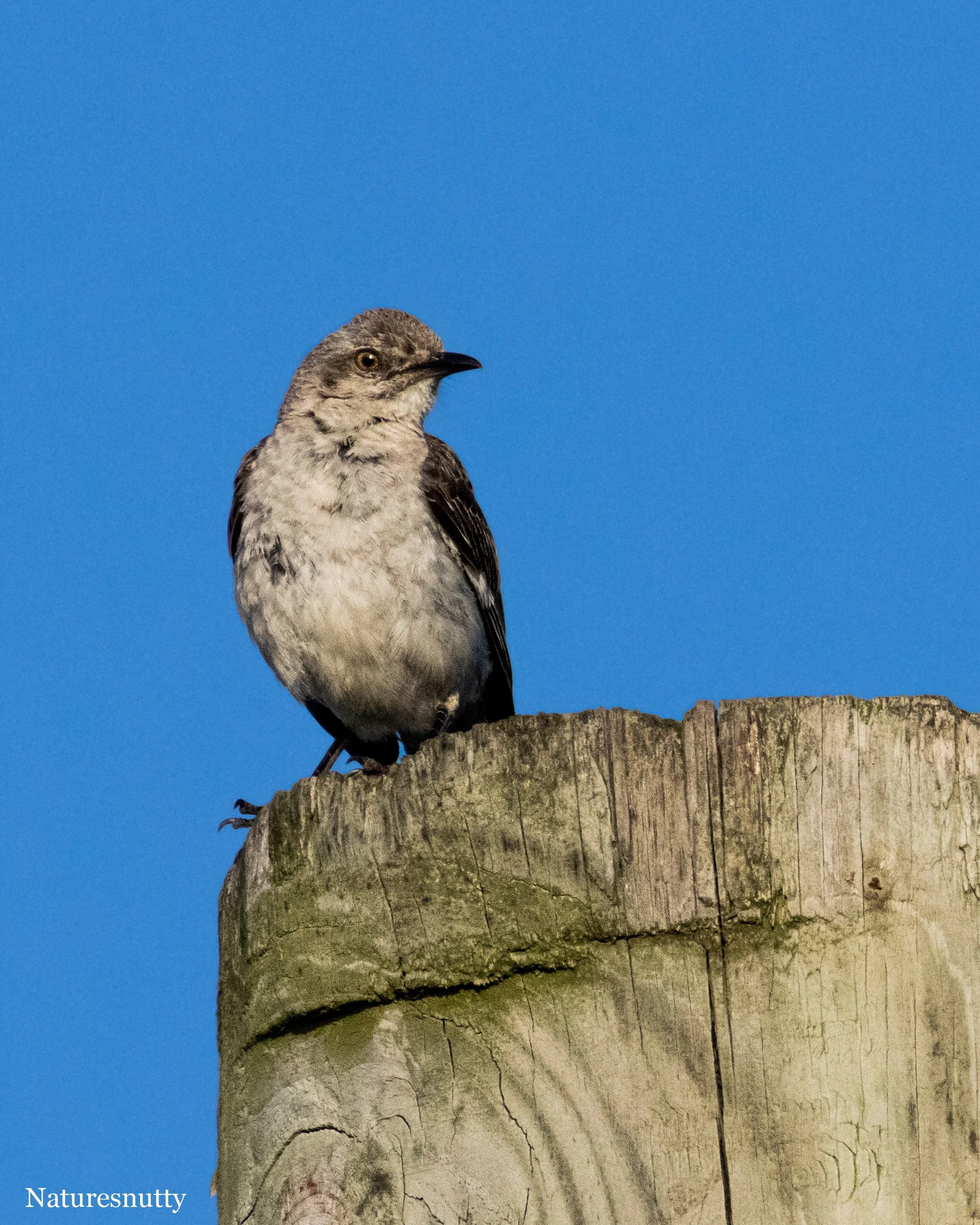 CatBird N.jpg