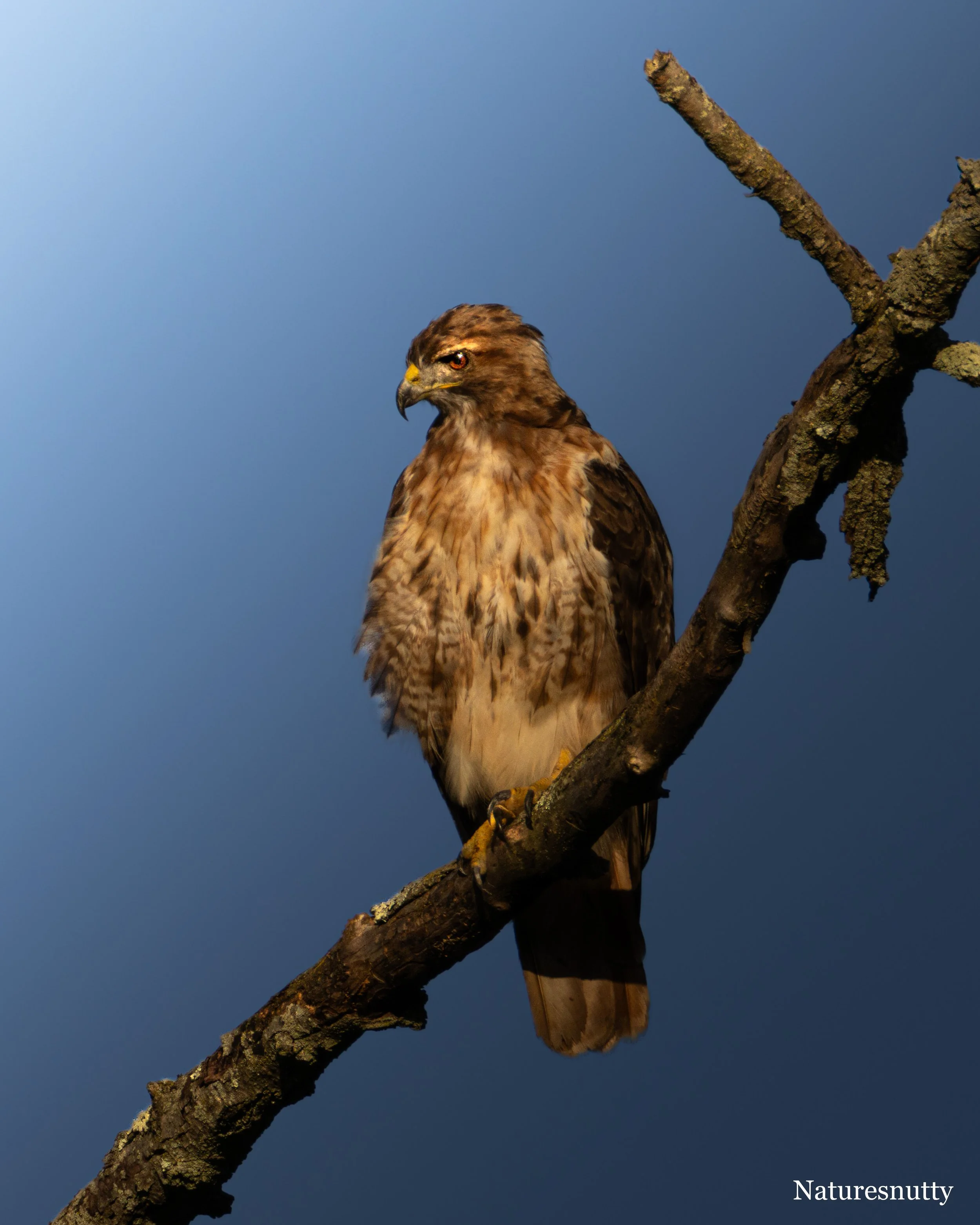Hawk N.jpg