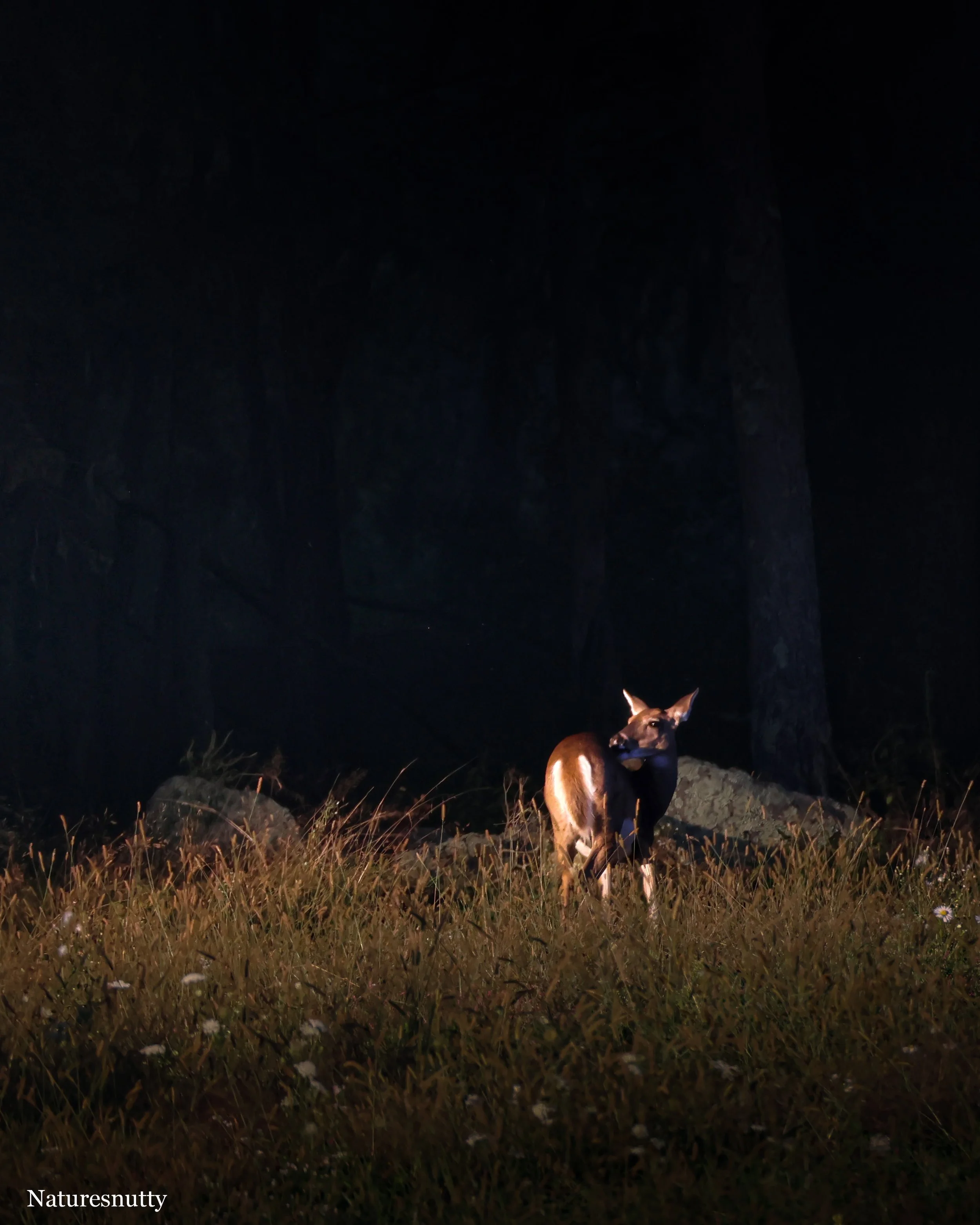 Doe N.jpg