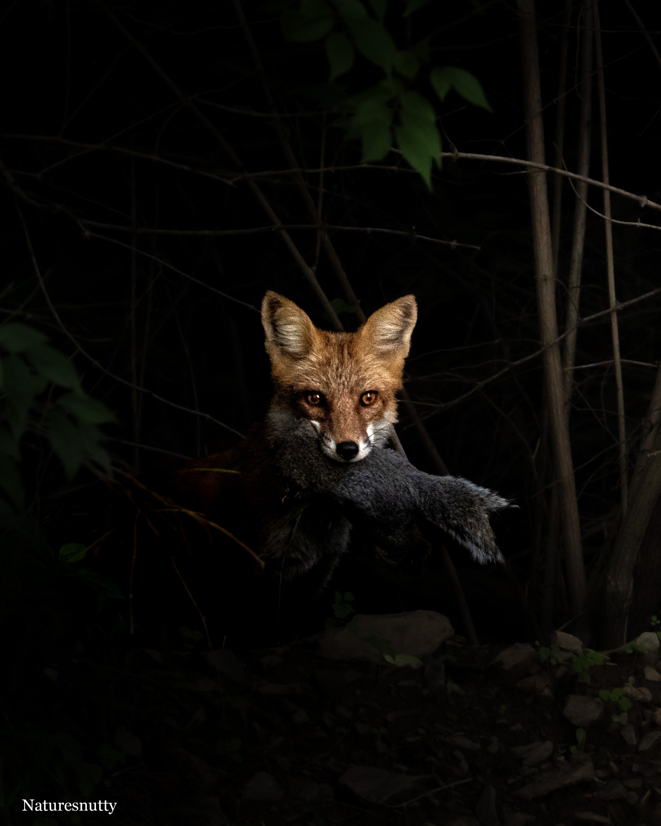 Fox N.jpg