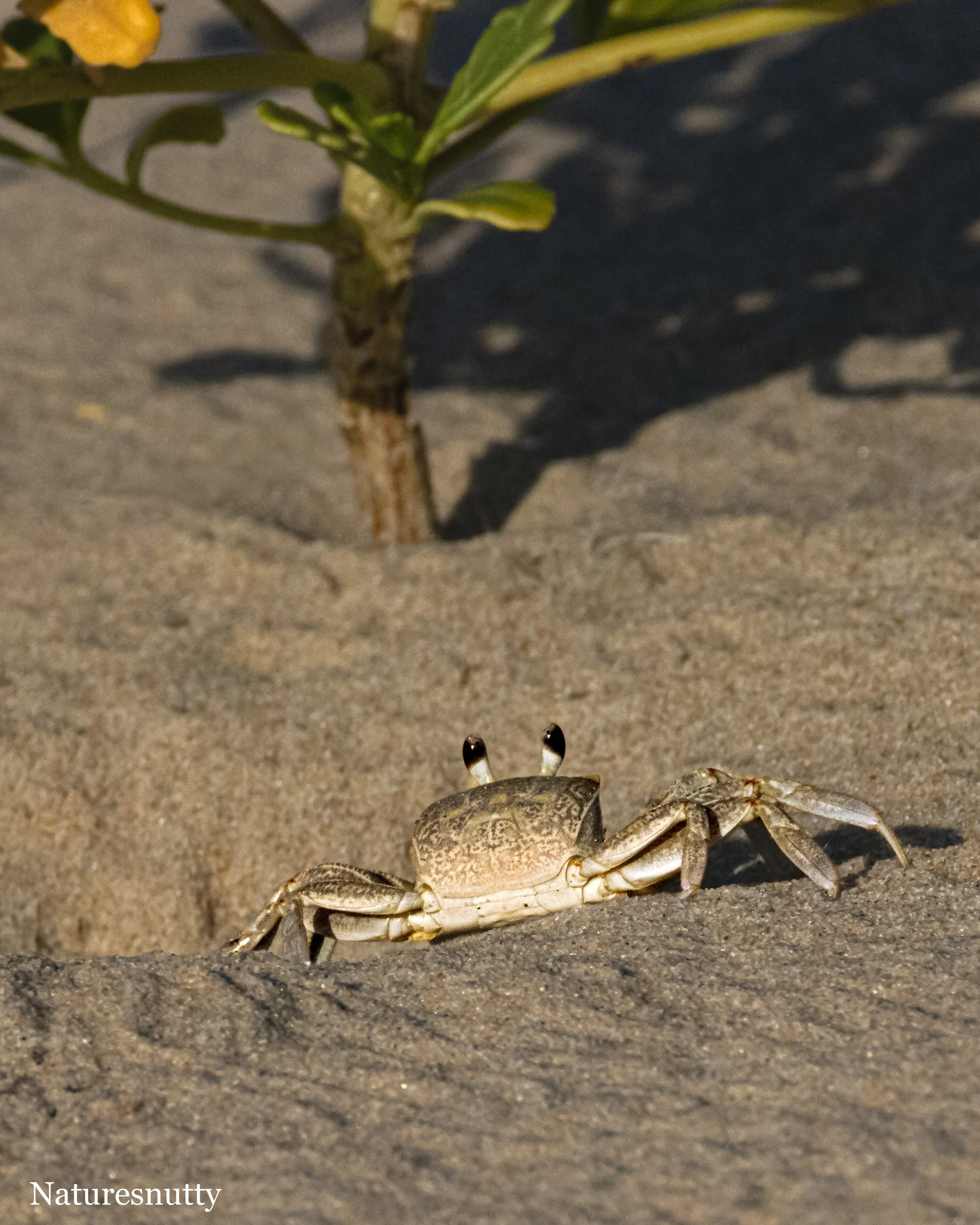 Ghost Crab N.jpg