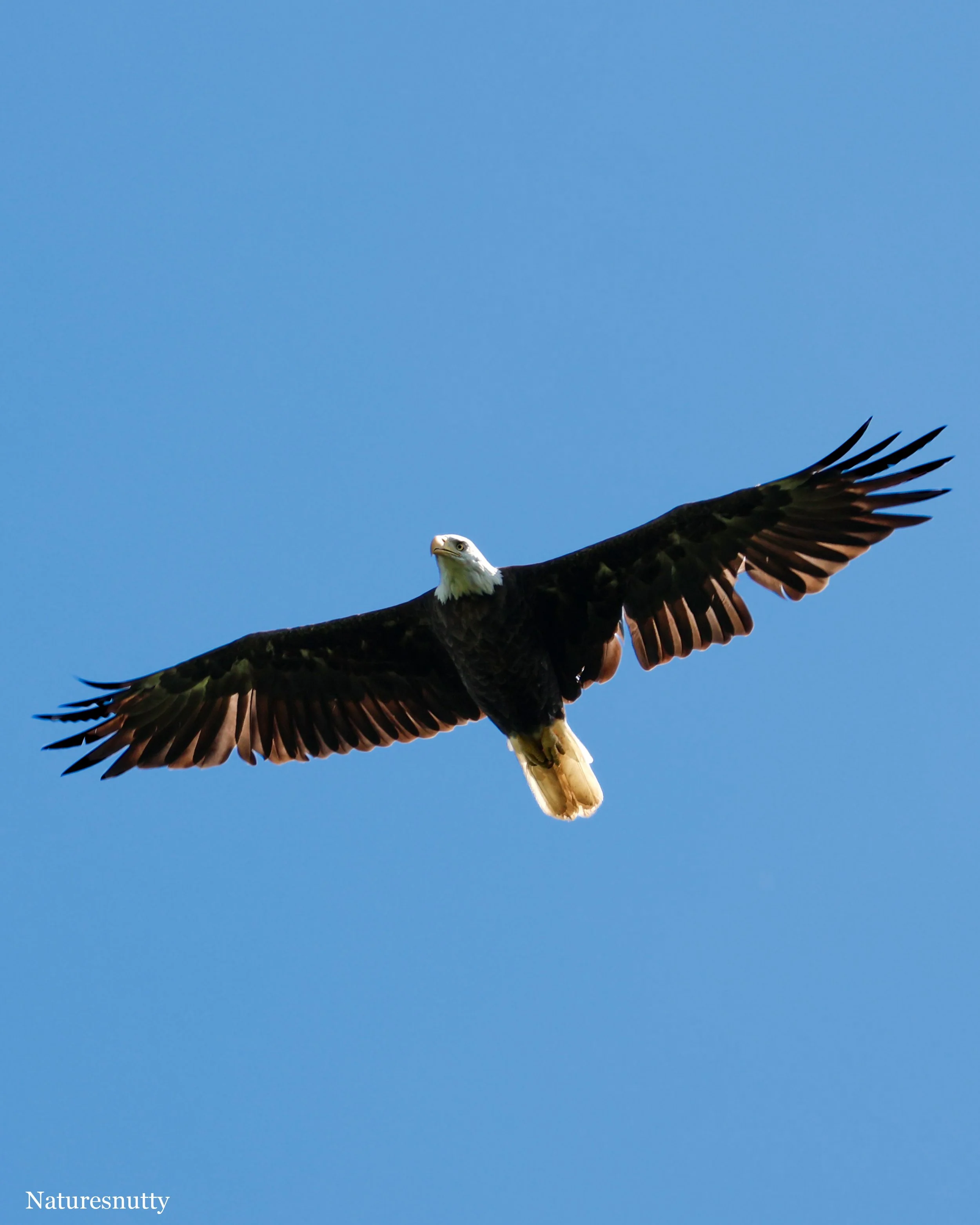 Eagle N.jpg
