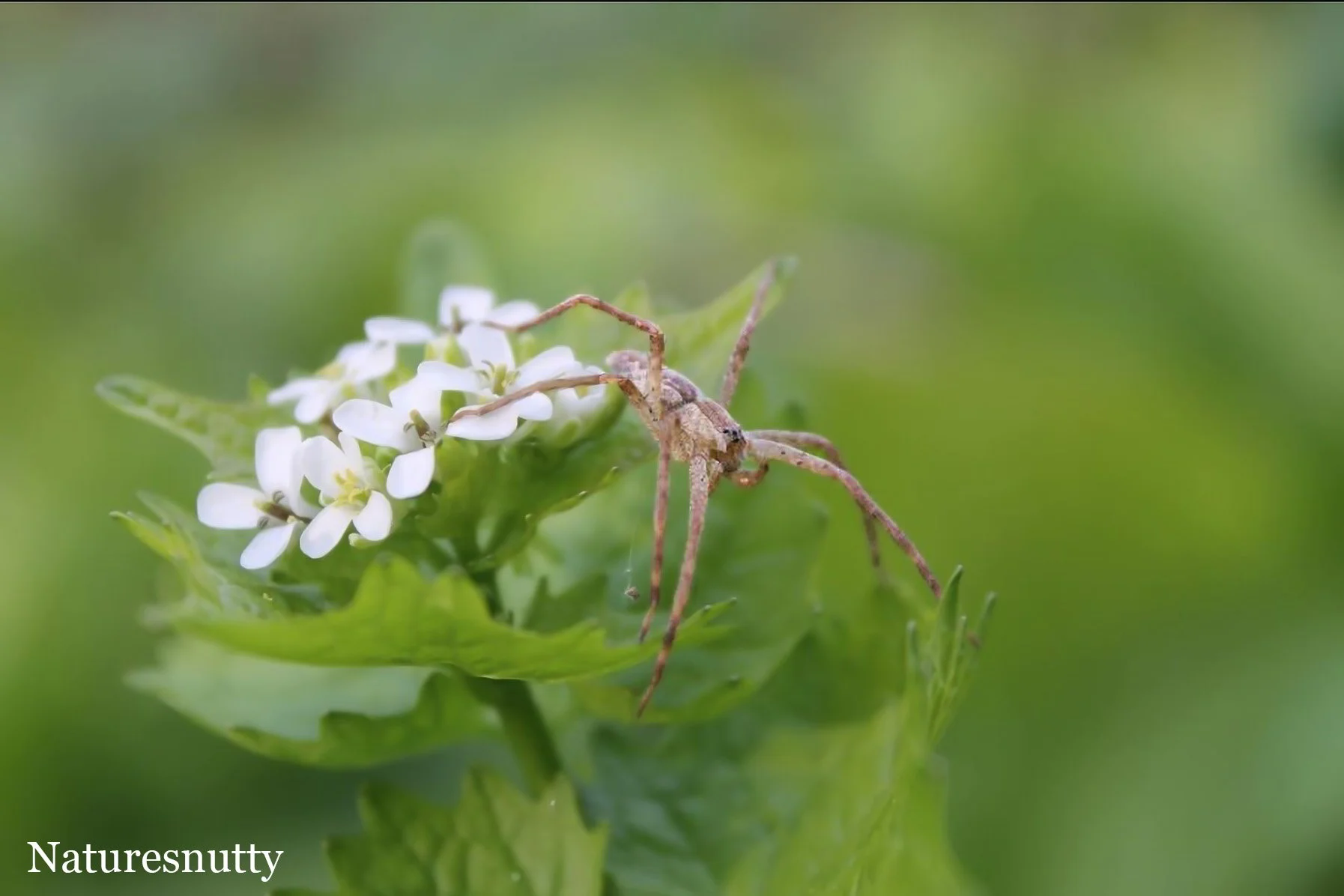 Spider N.jpg