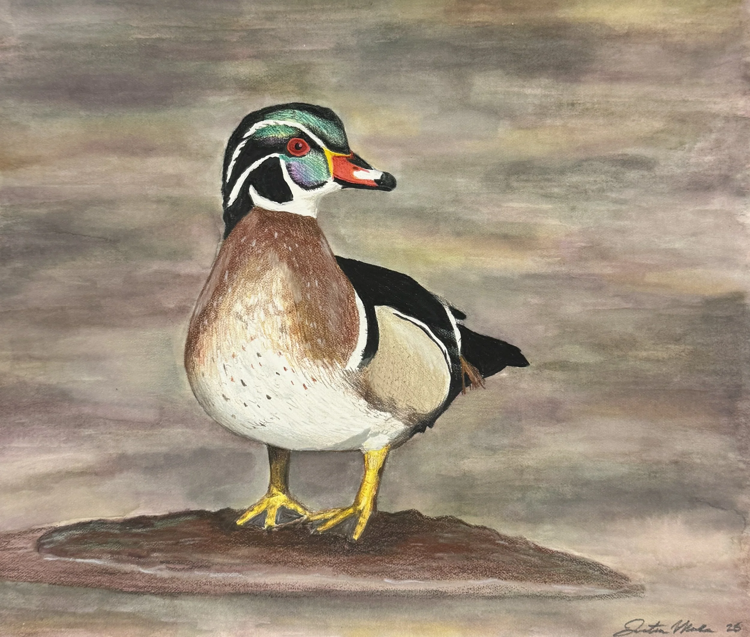 Wood Duck