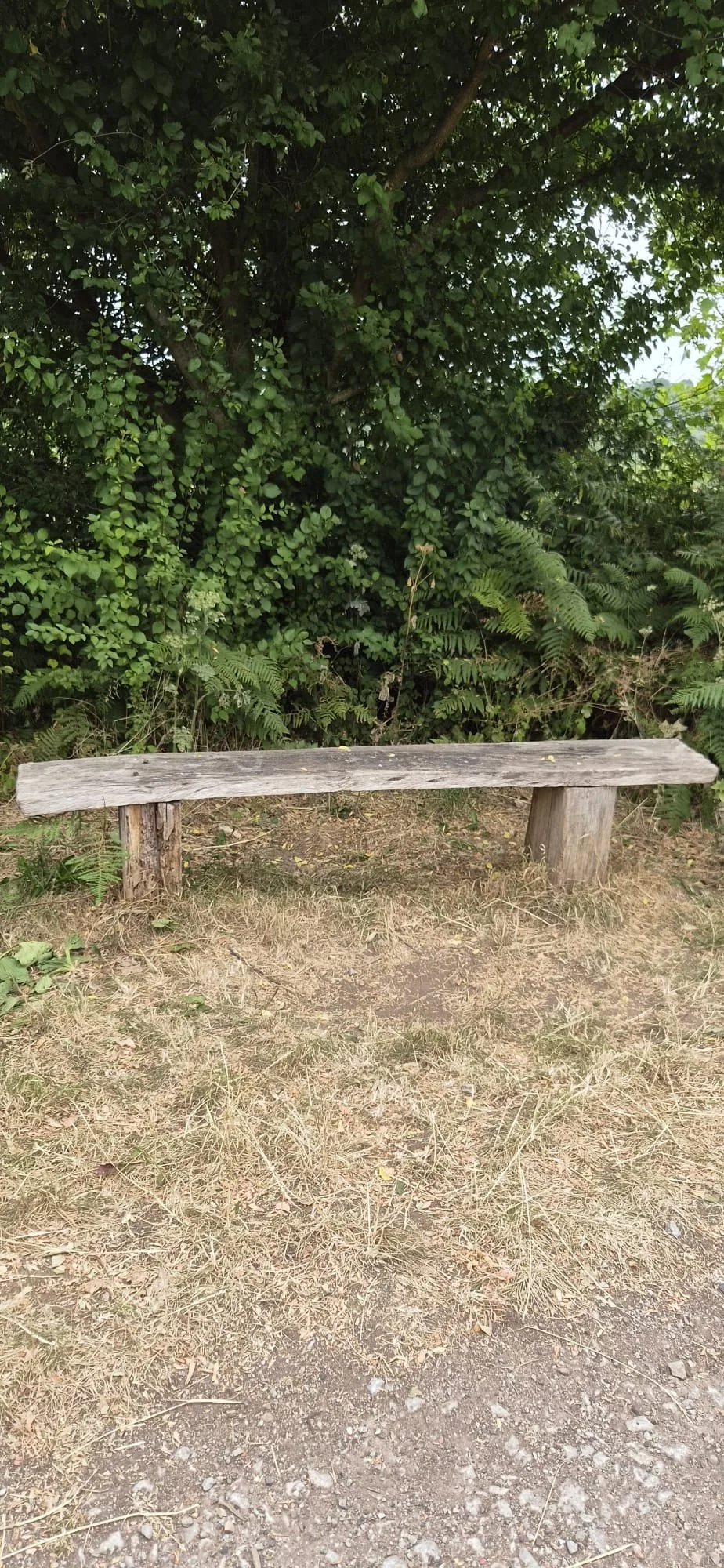 Empty wooden bench beneath leafy trees on a summer walk.