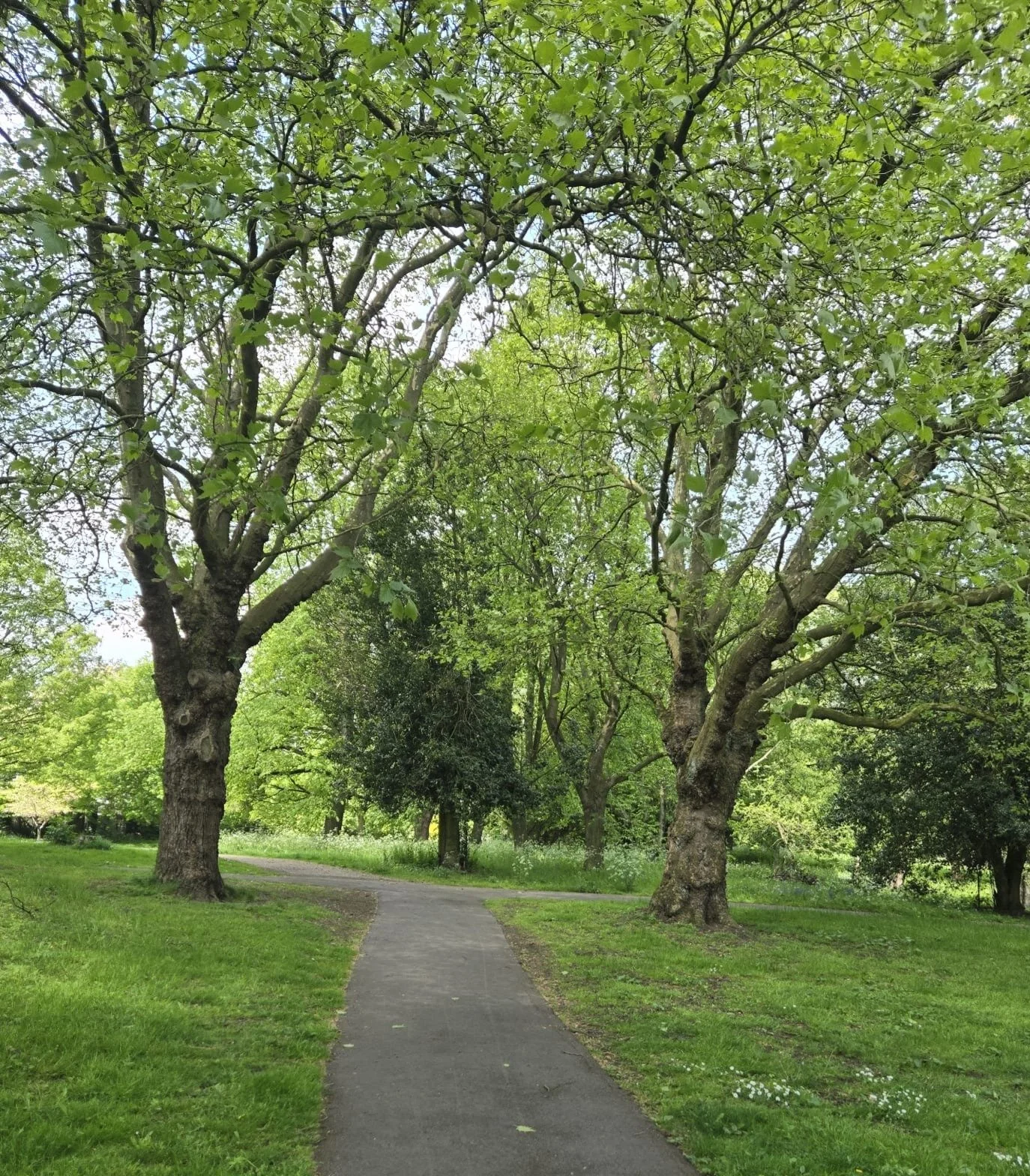 A tree-lined path through a quiet park, reflecting the calm space therapy can provide for teachers.