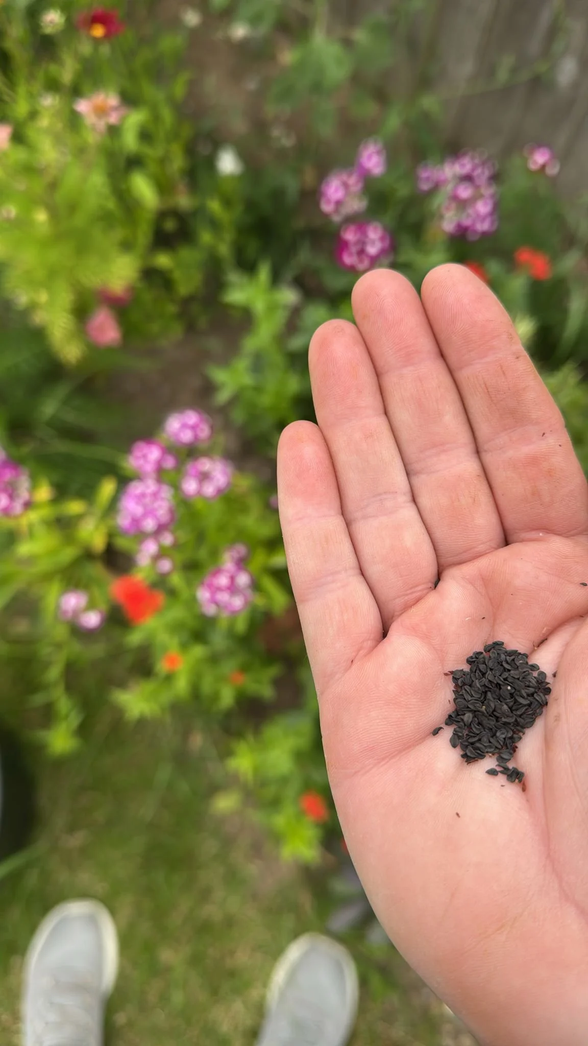 Friday 20th March 7pm Grow you own cut flowers