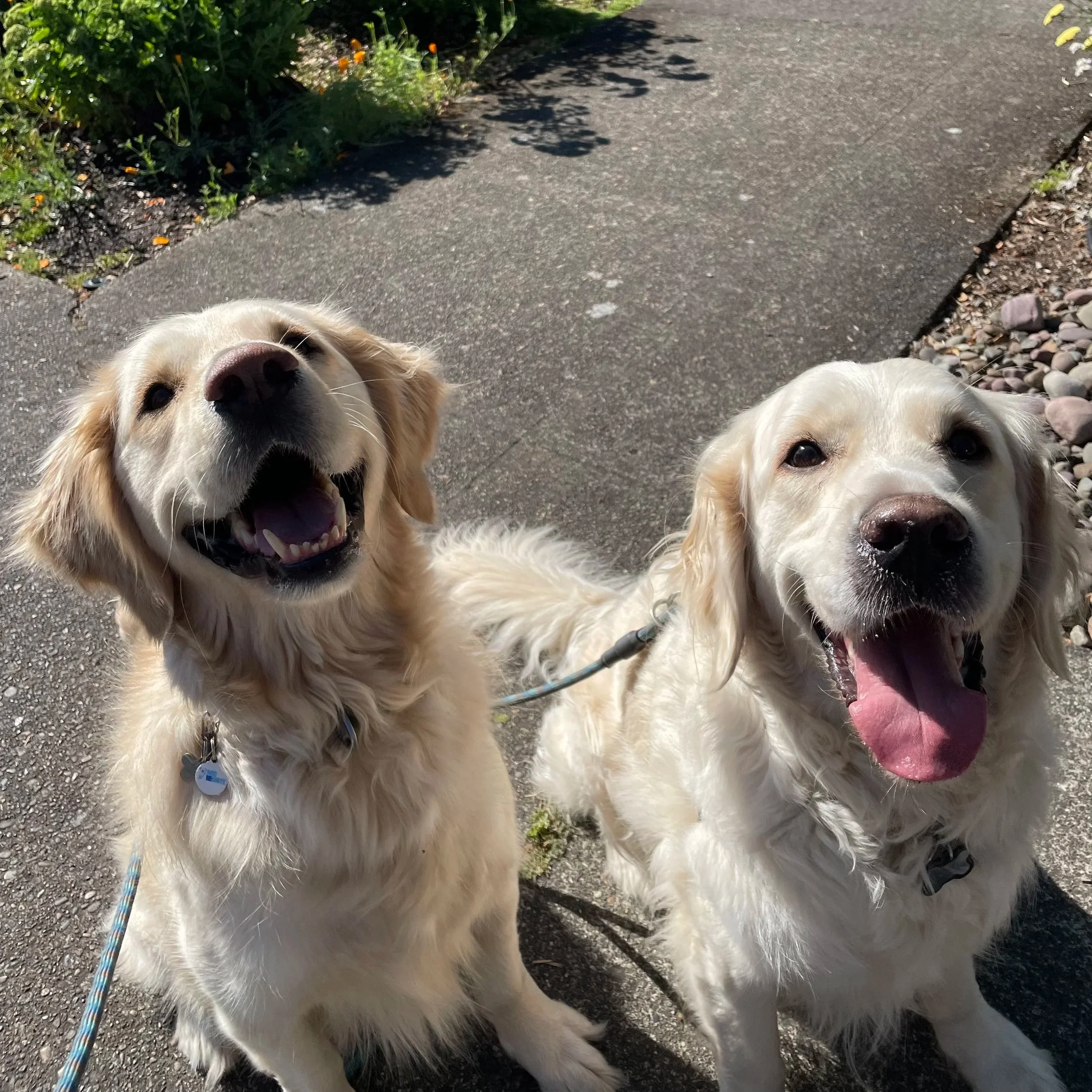One golden retriever and one cream retriever sitting and smiling while on walk.