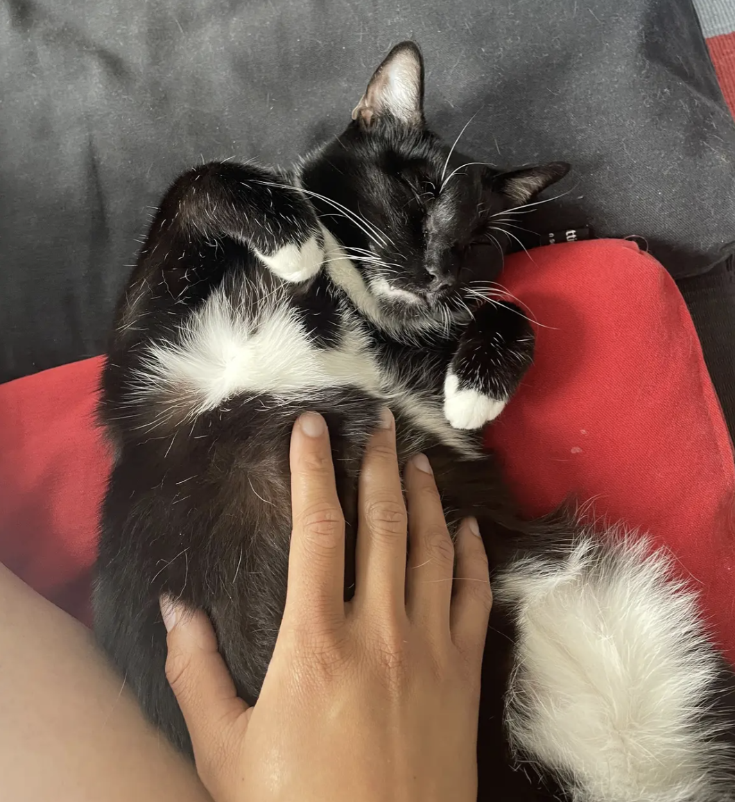 Pet sitter giving black and white tuxedo cat belly rubs.